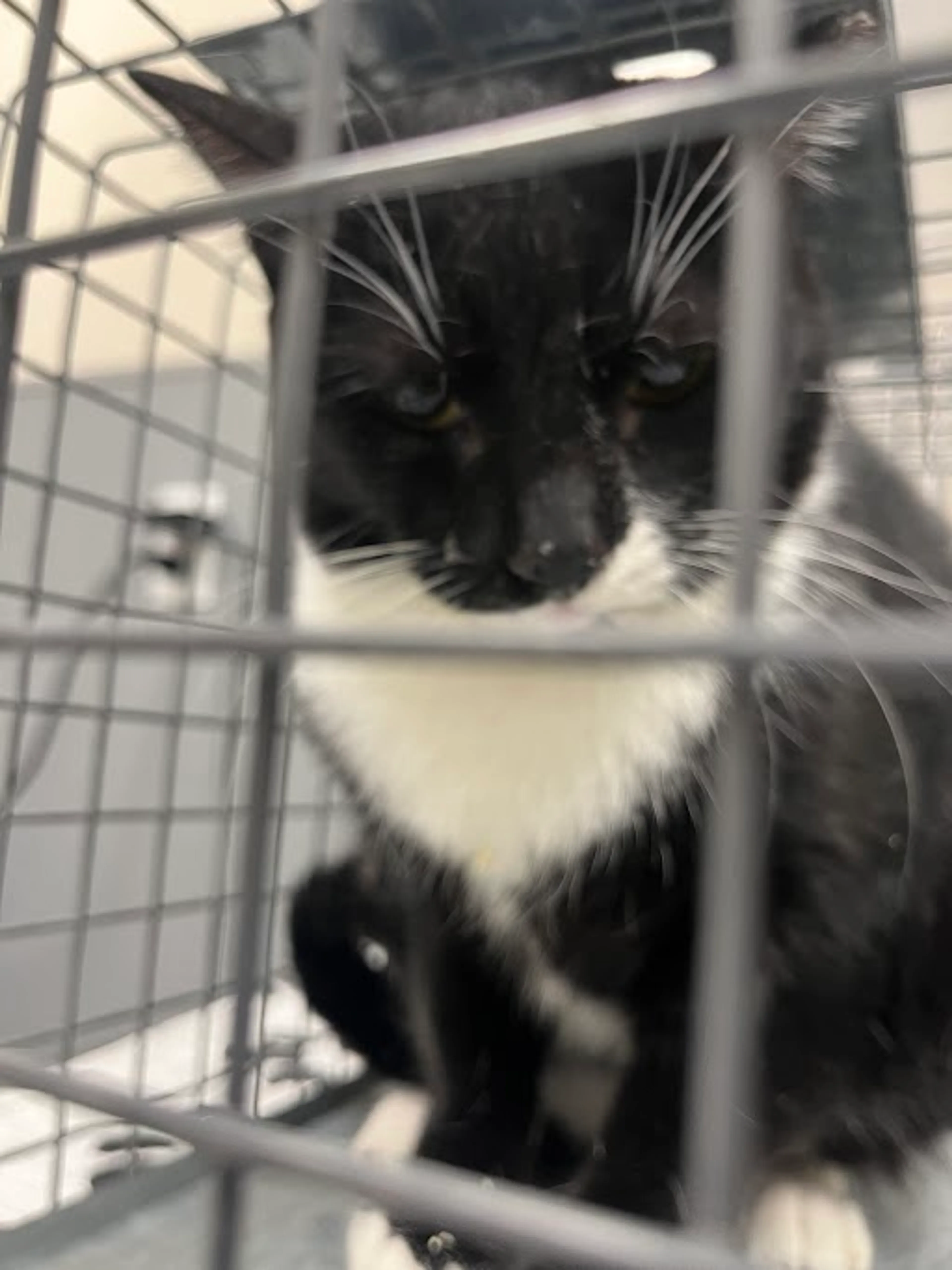 Found pet