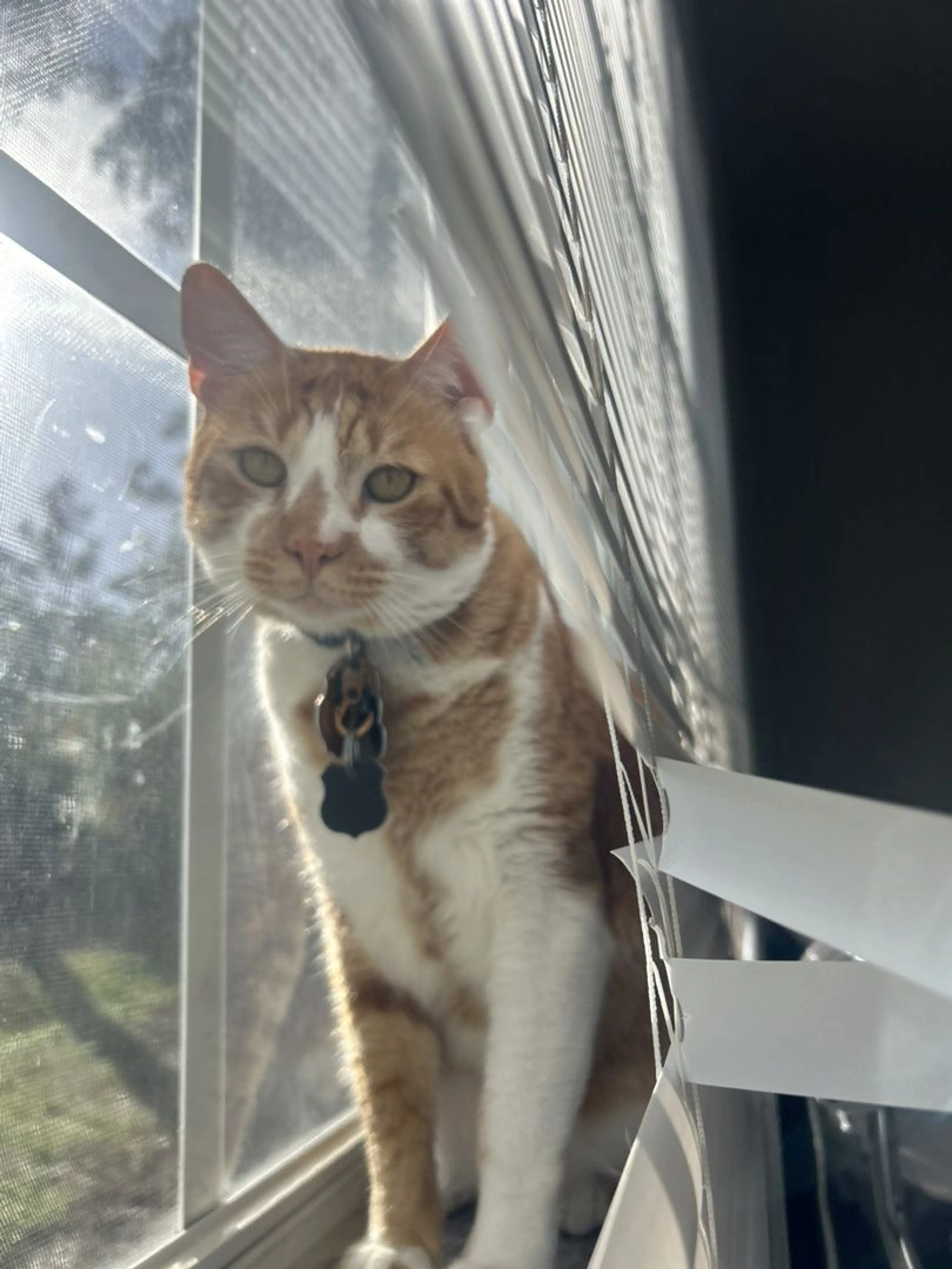 Lost pet