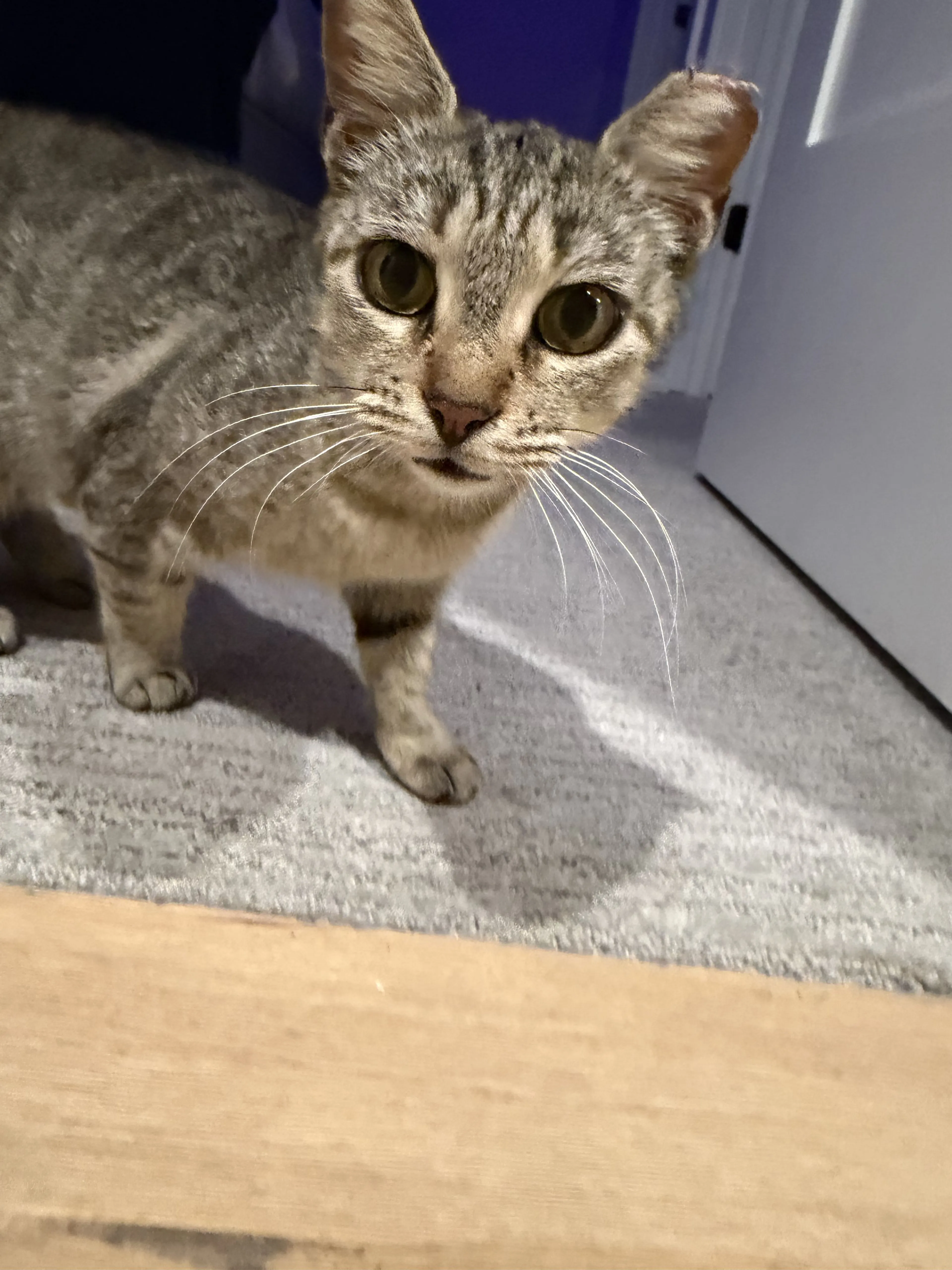 Lost pet