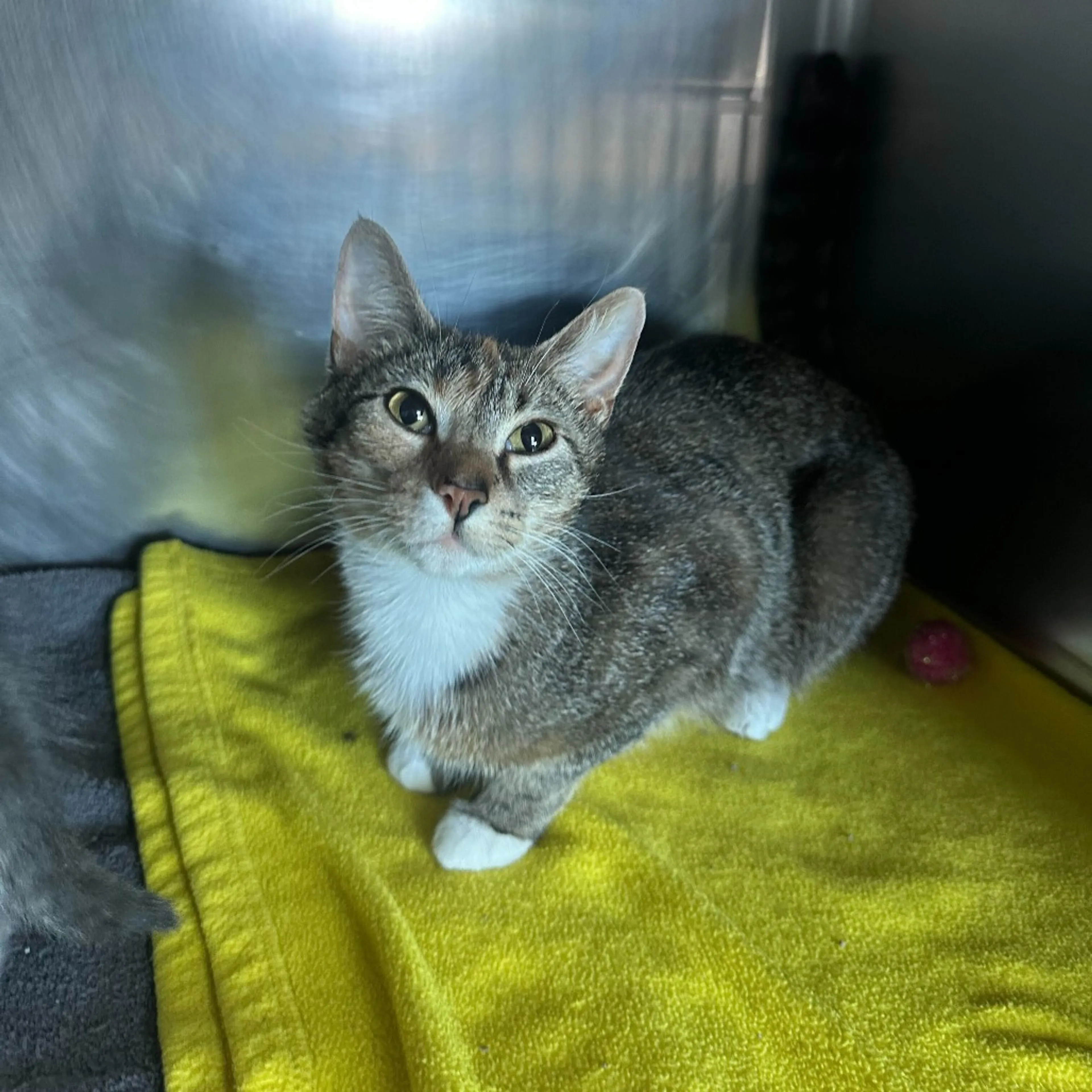 Found pet