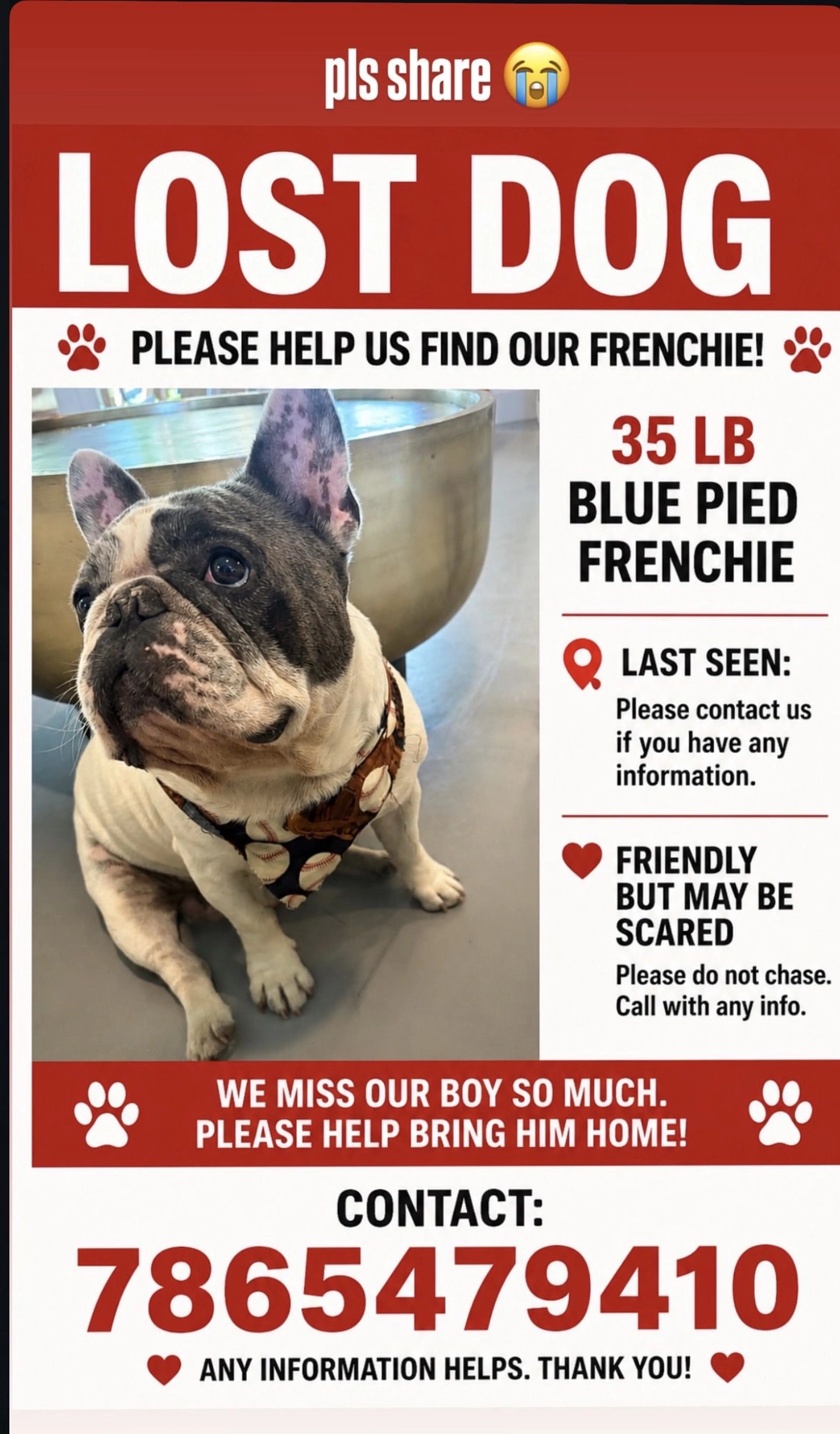 Lost pet