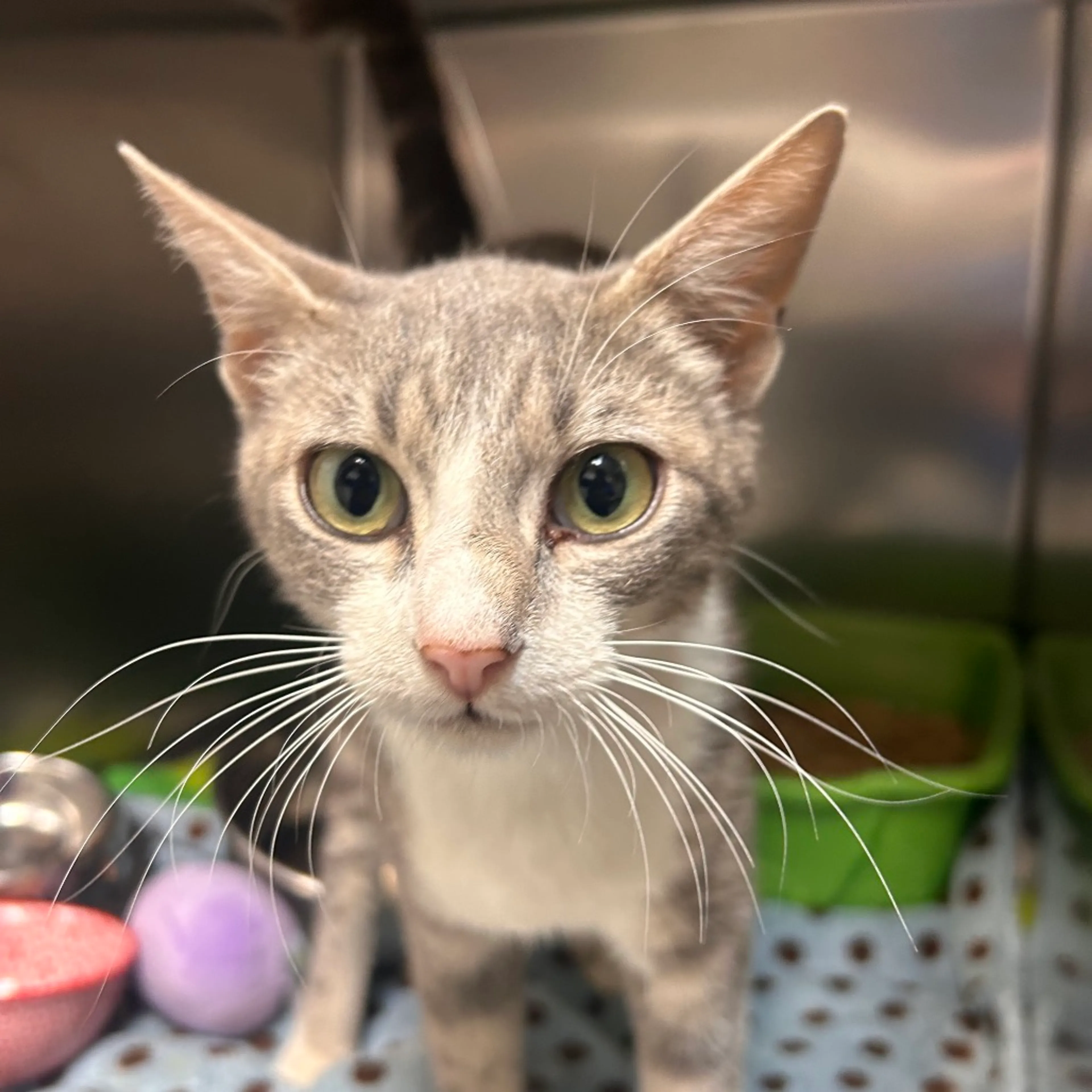 Found pet