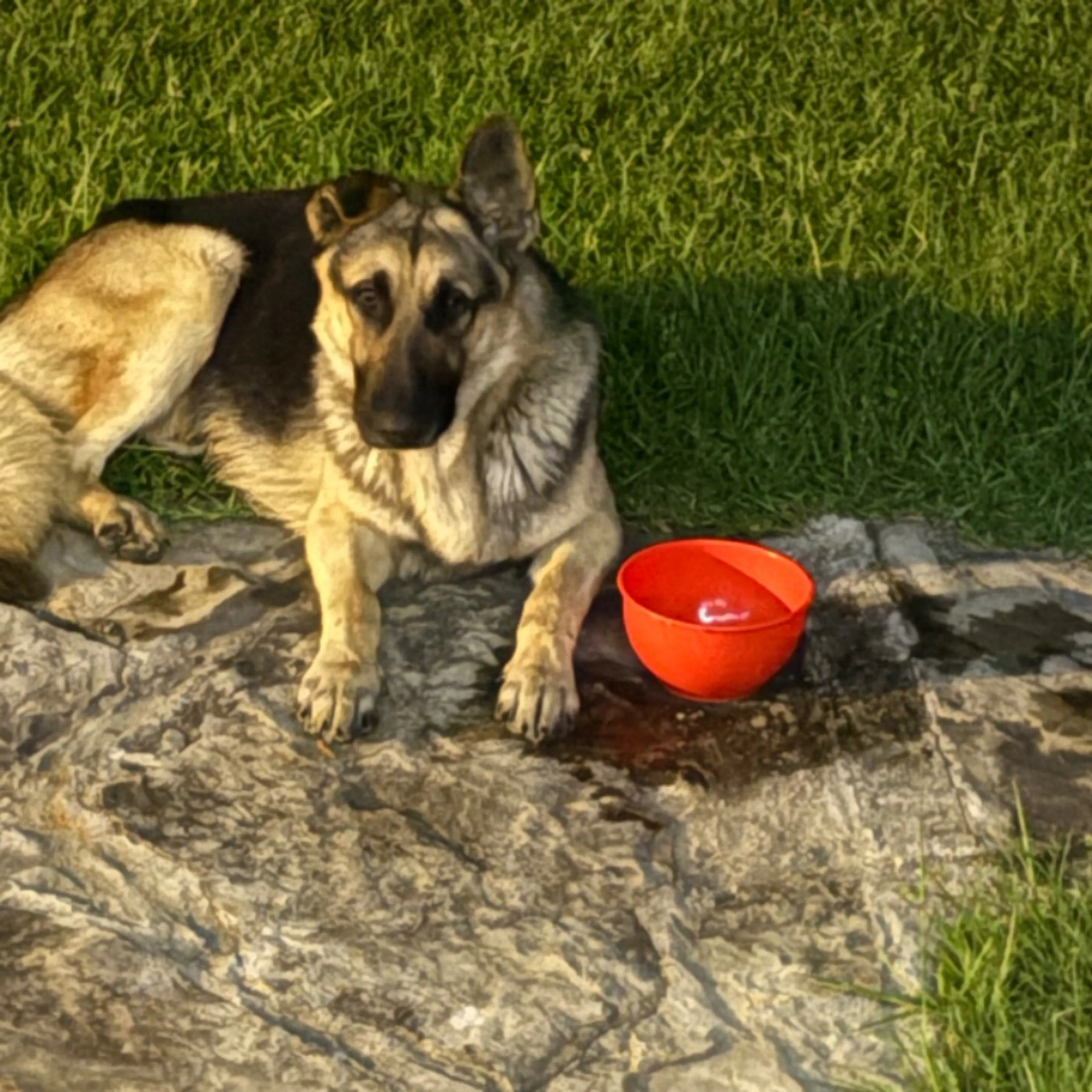 Found pet