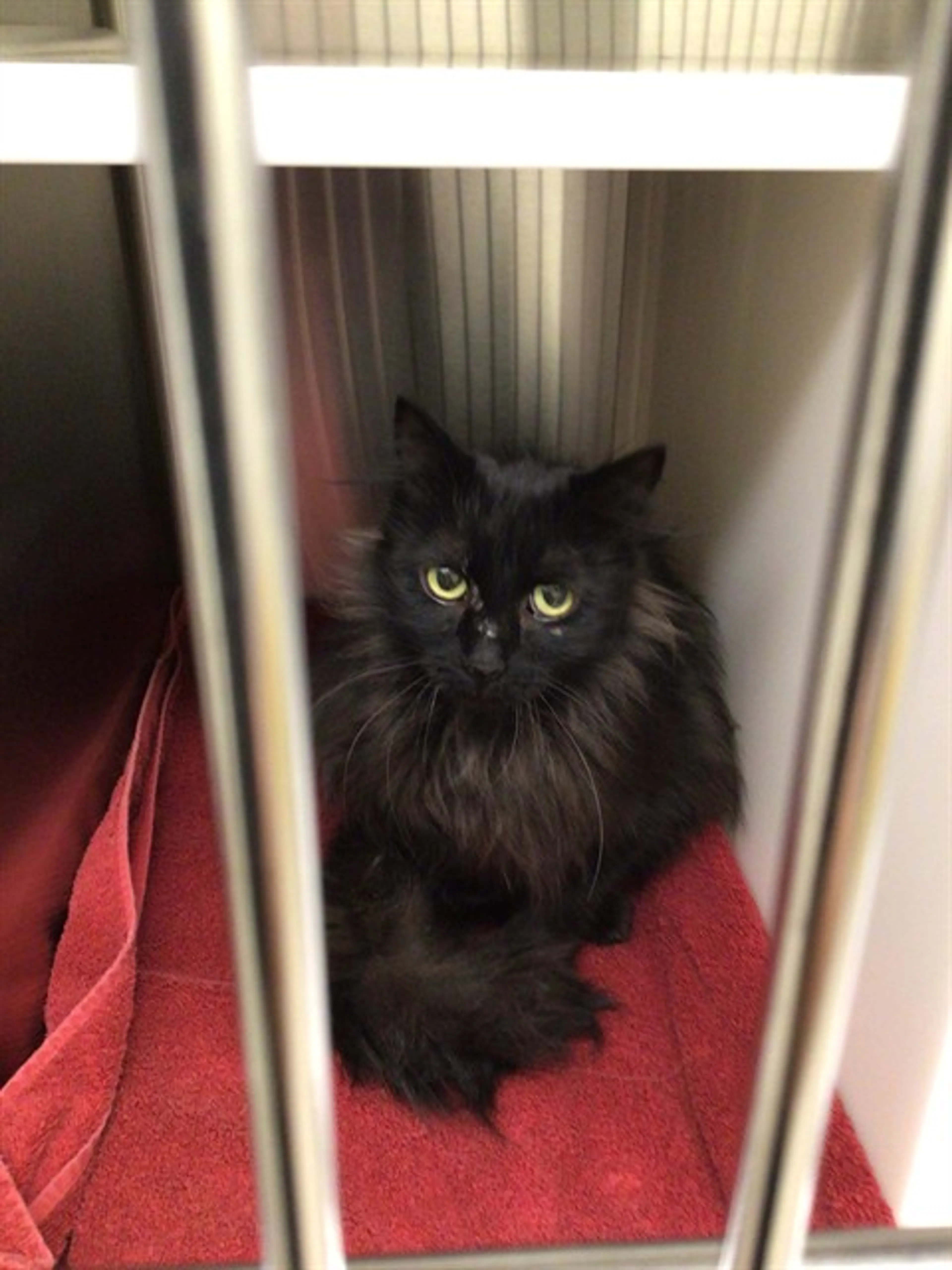 Found pet
