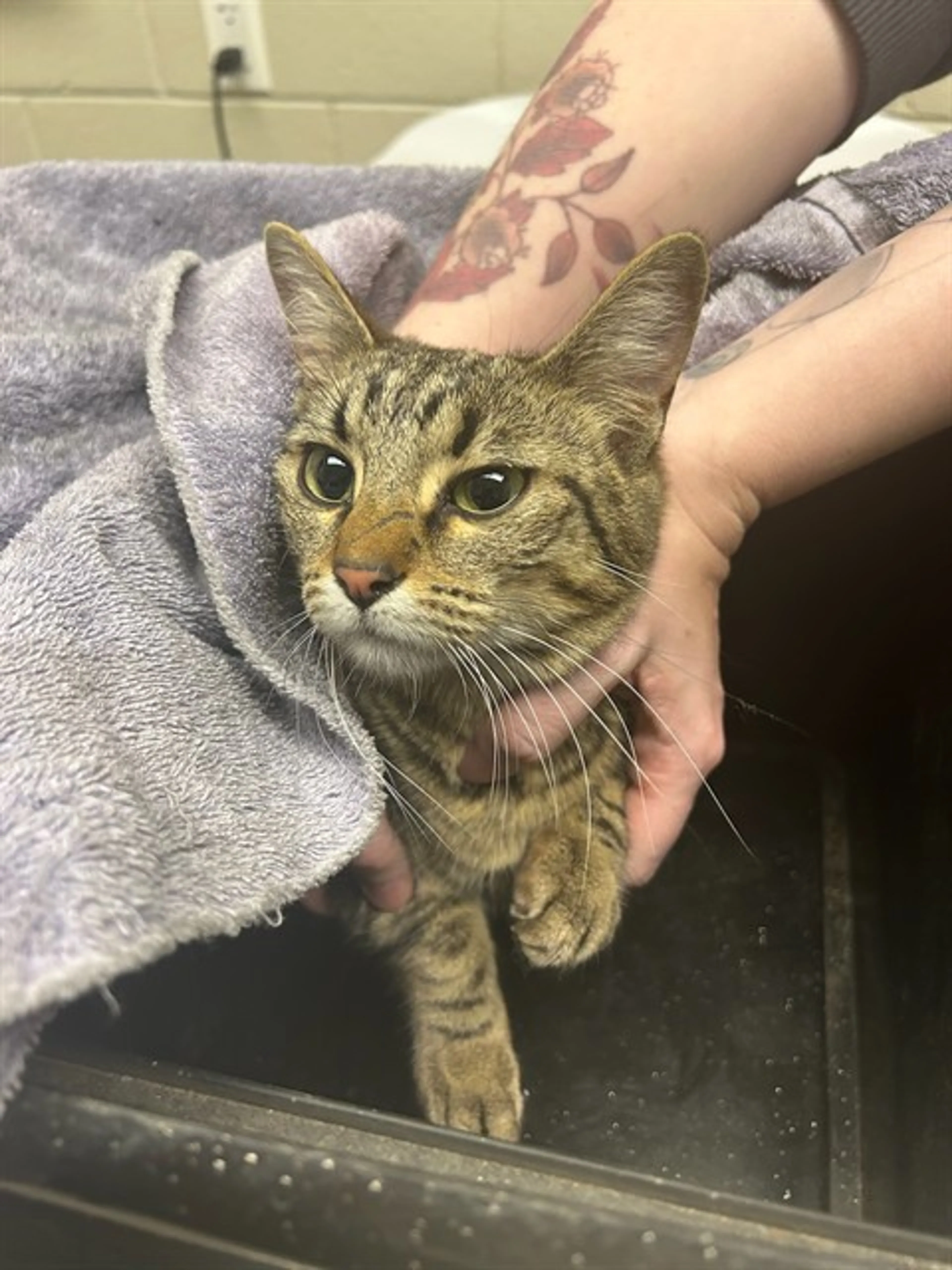 Found pet