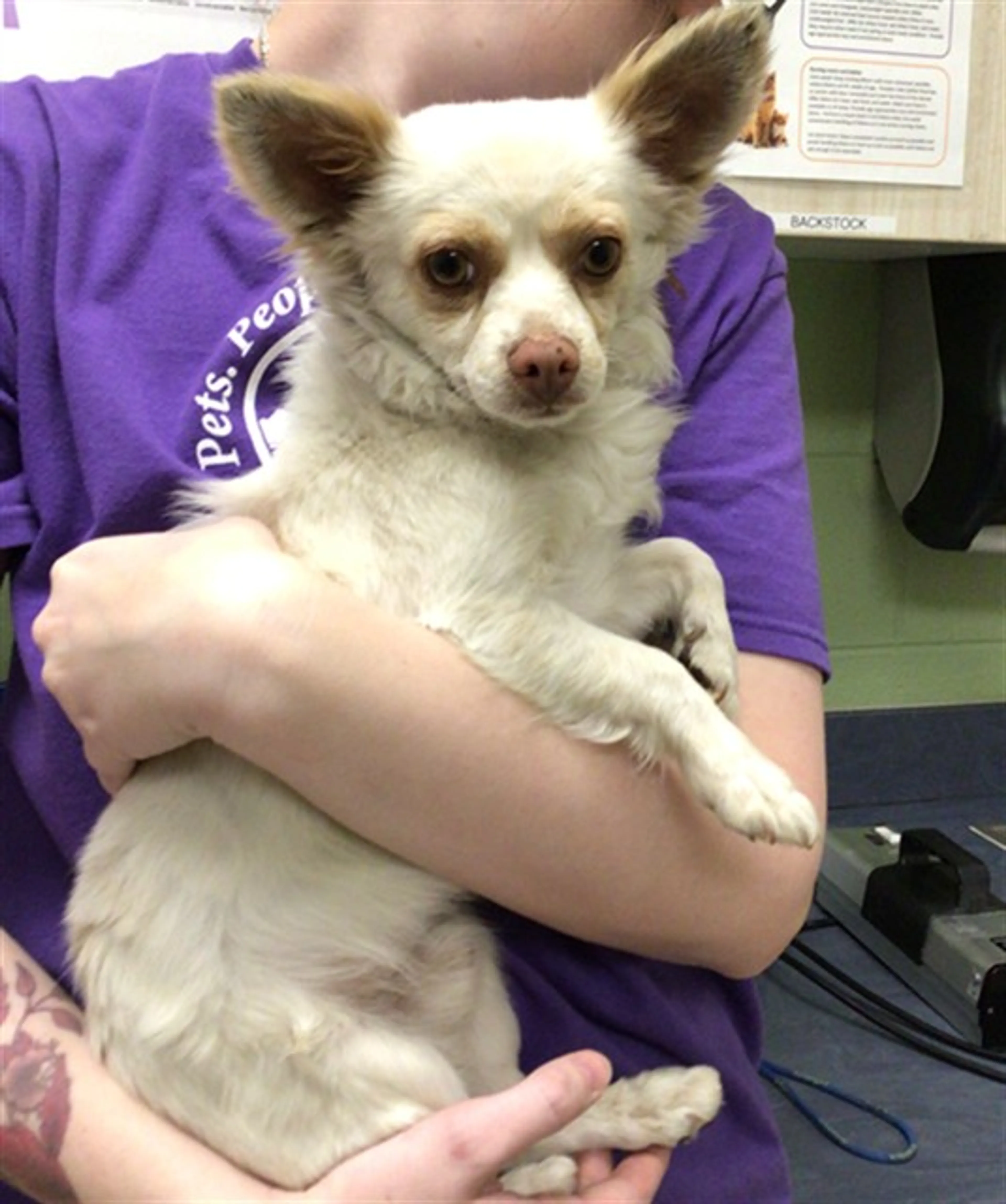 Found pet