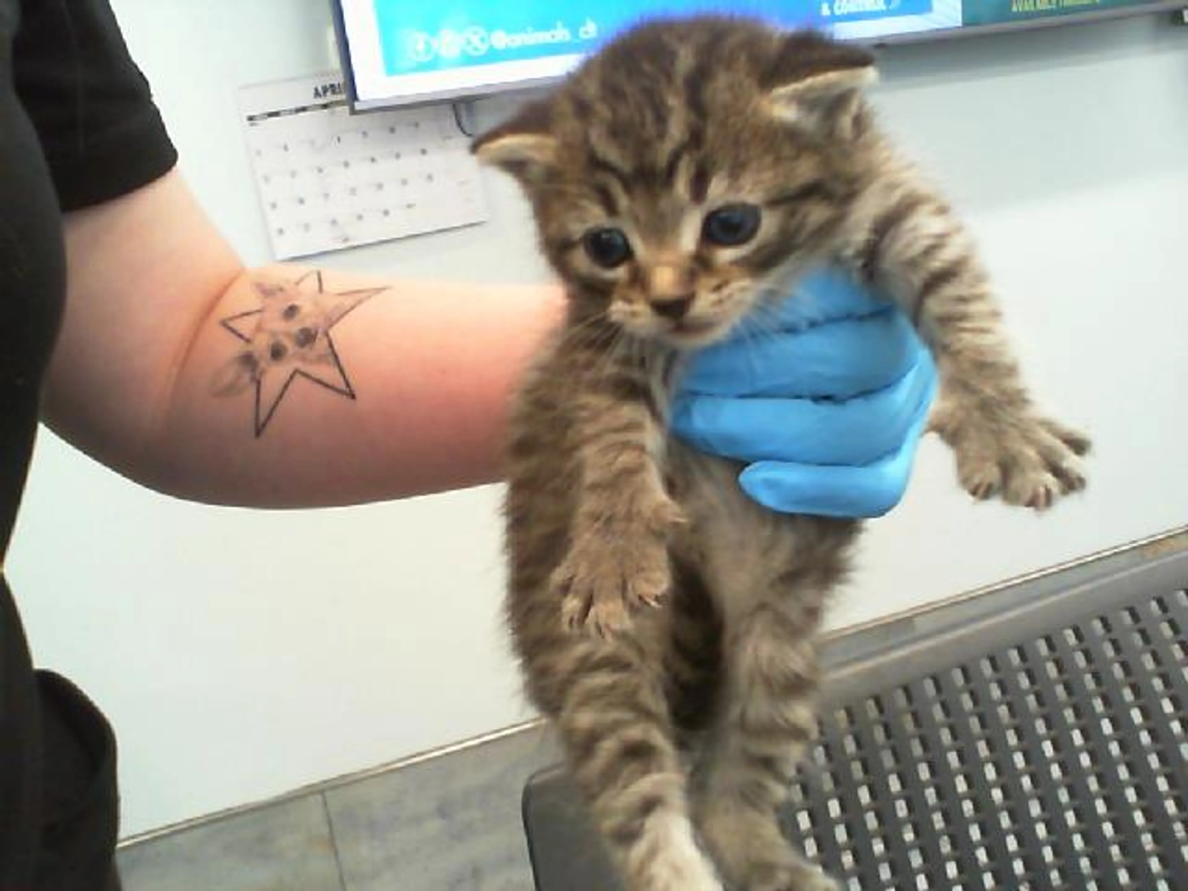 Found pet