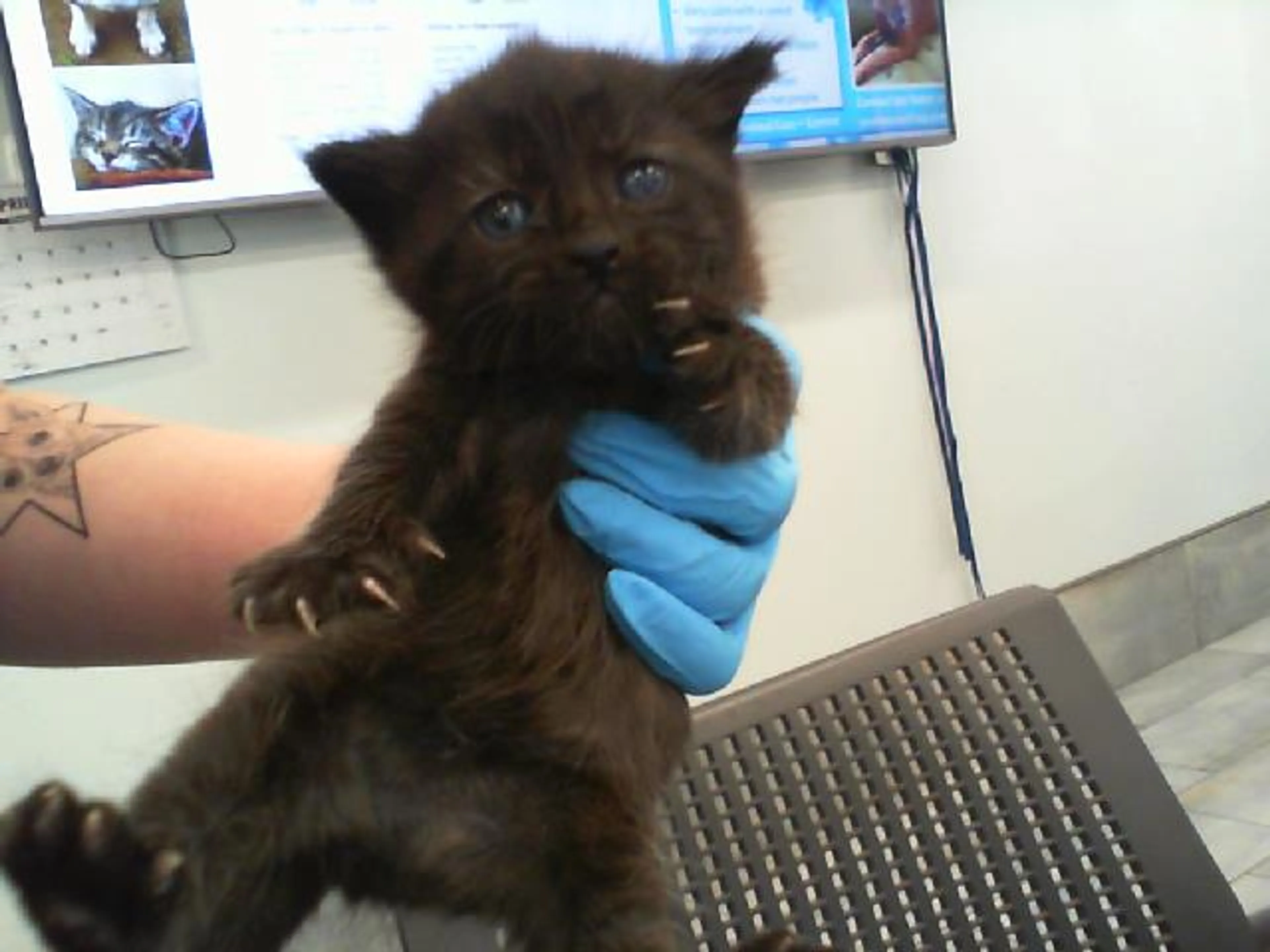 Found pet