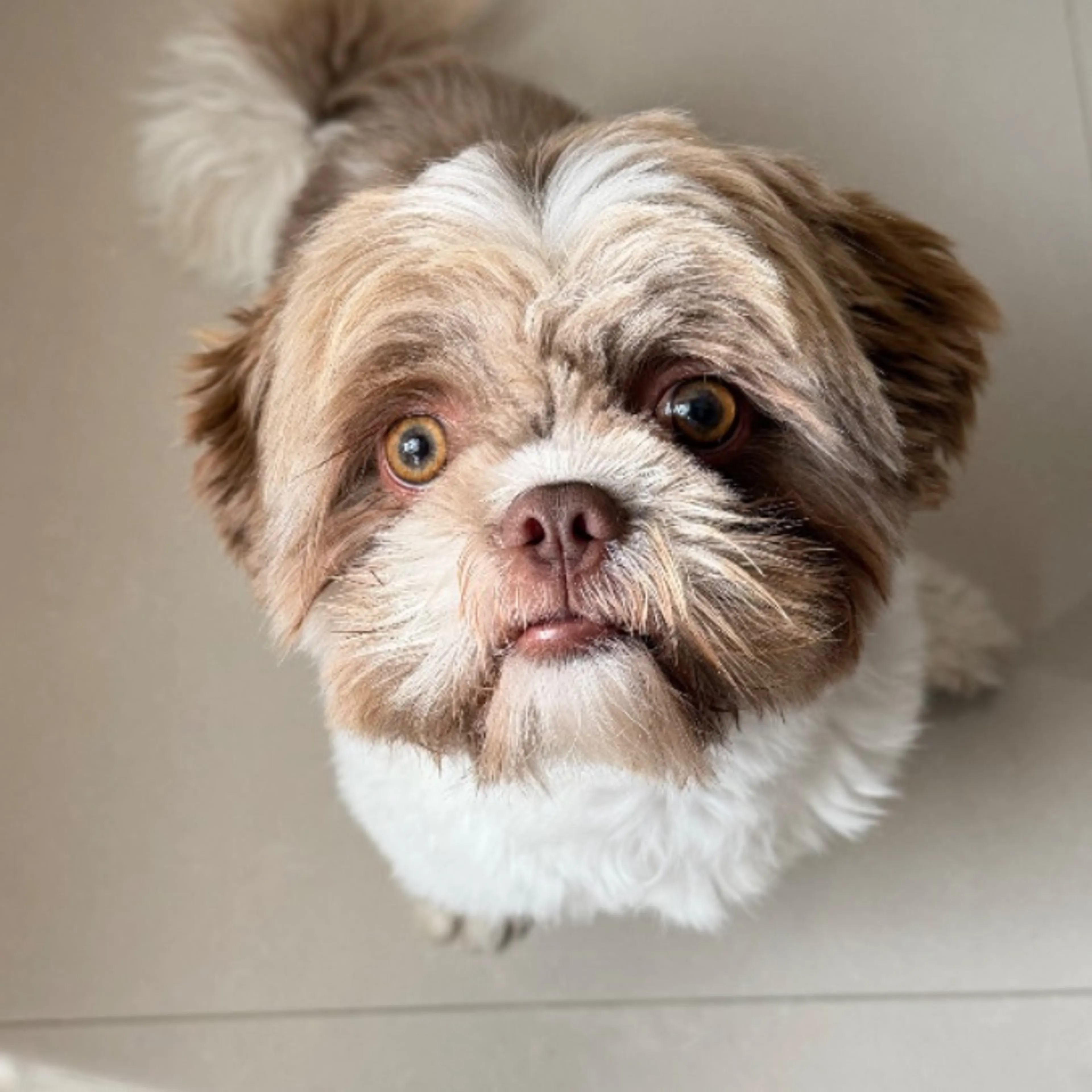 Lost pet