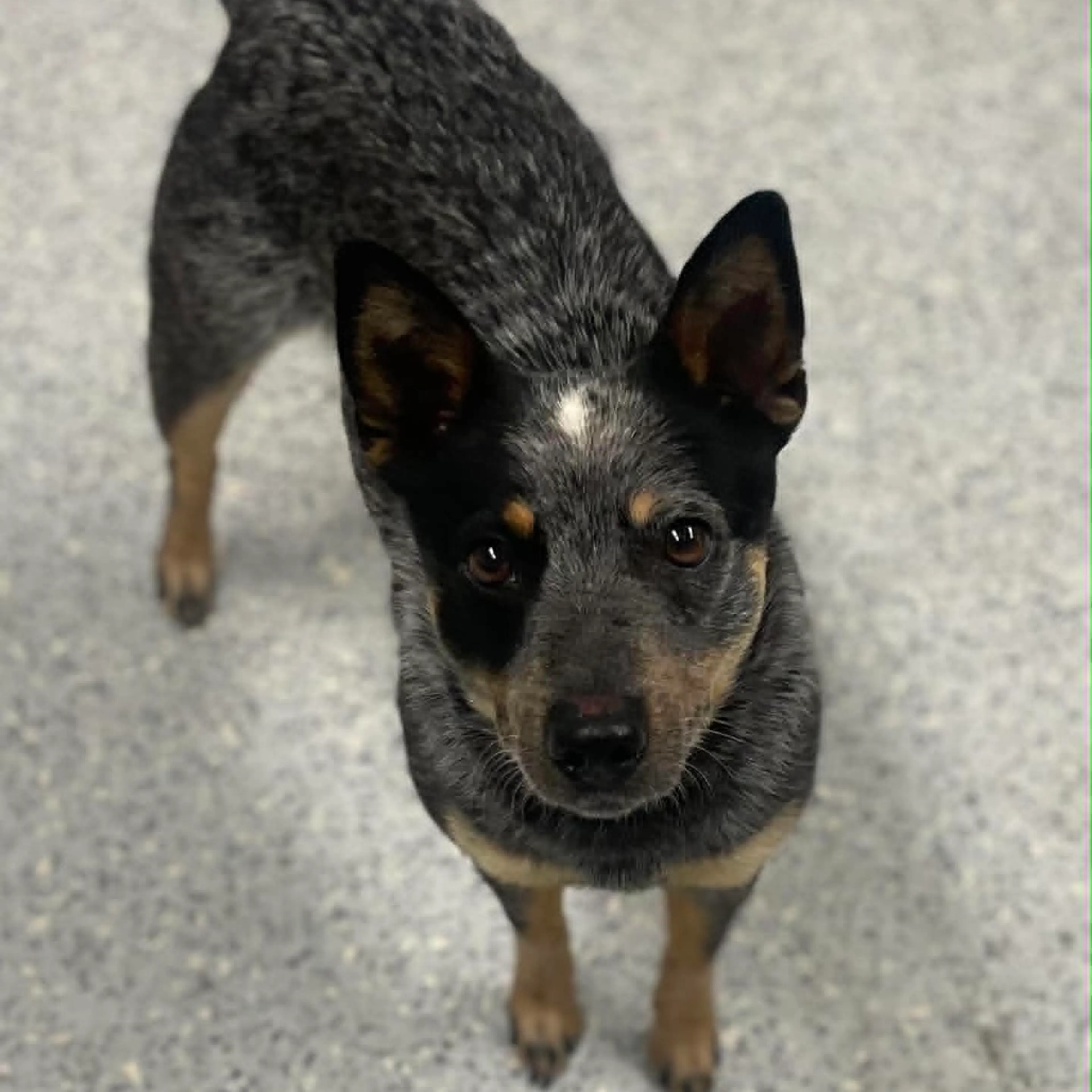 Found pet
