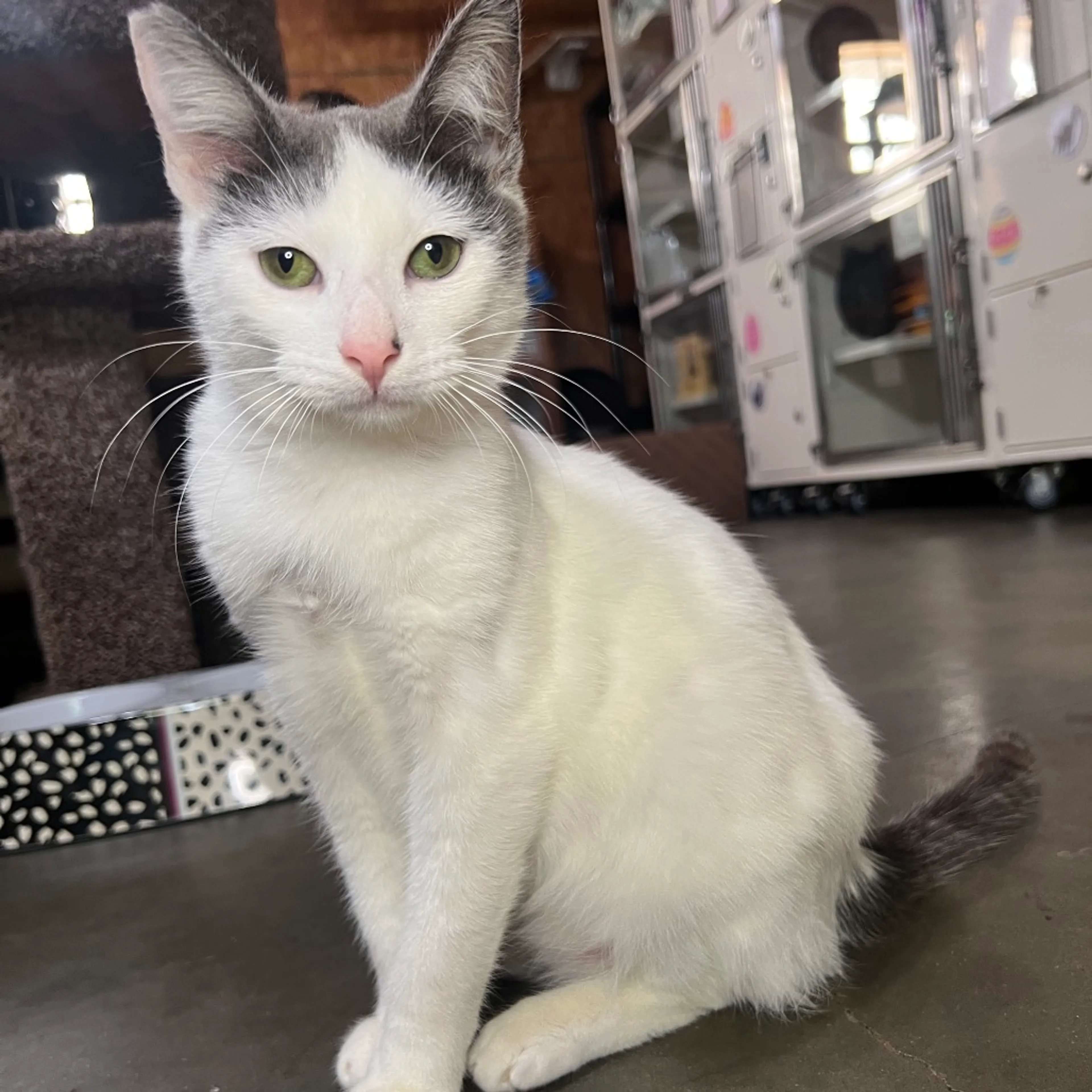 Found pet
