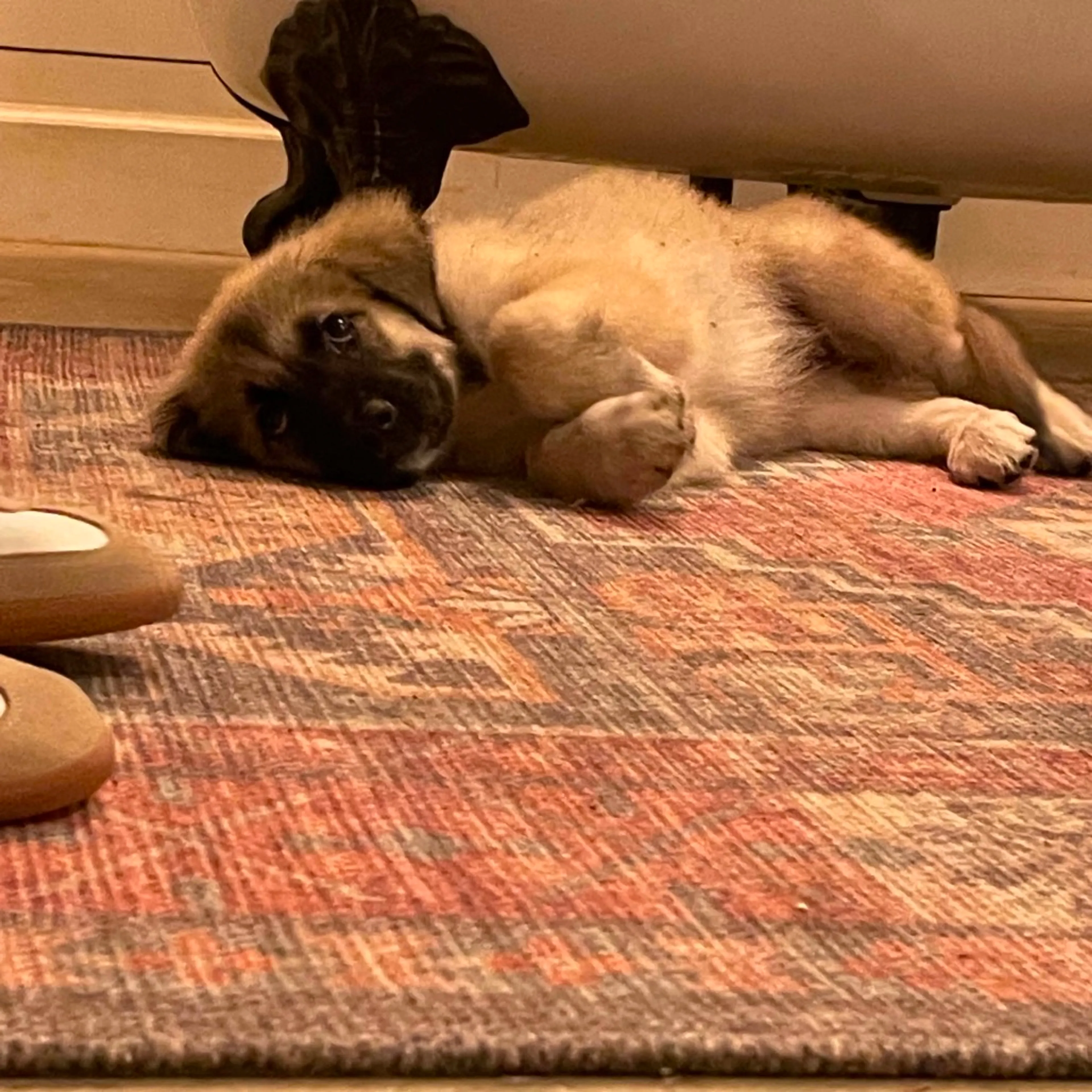 Found pet-6