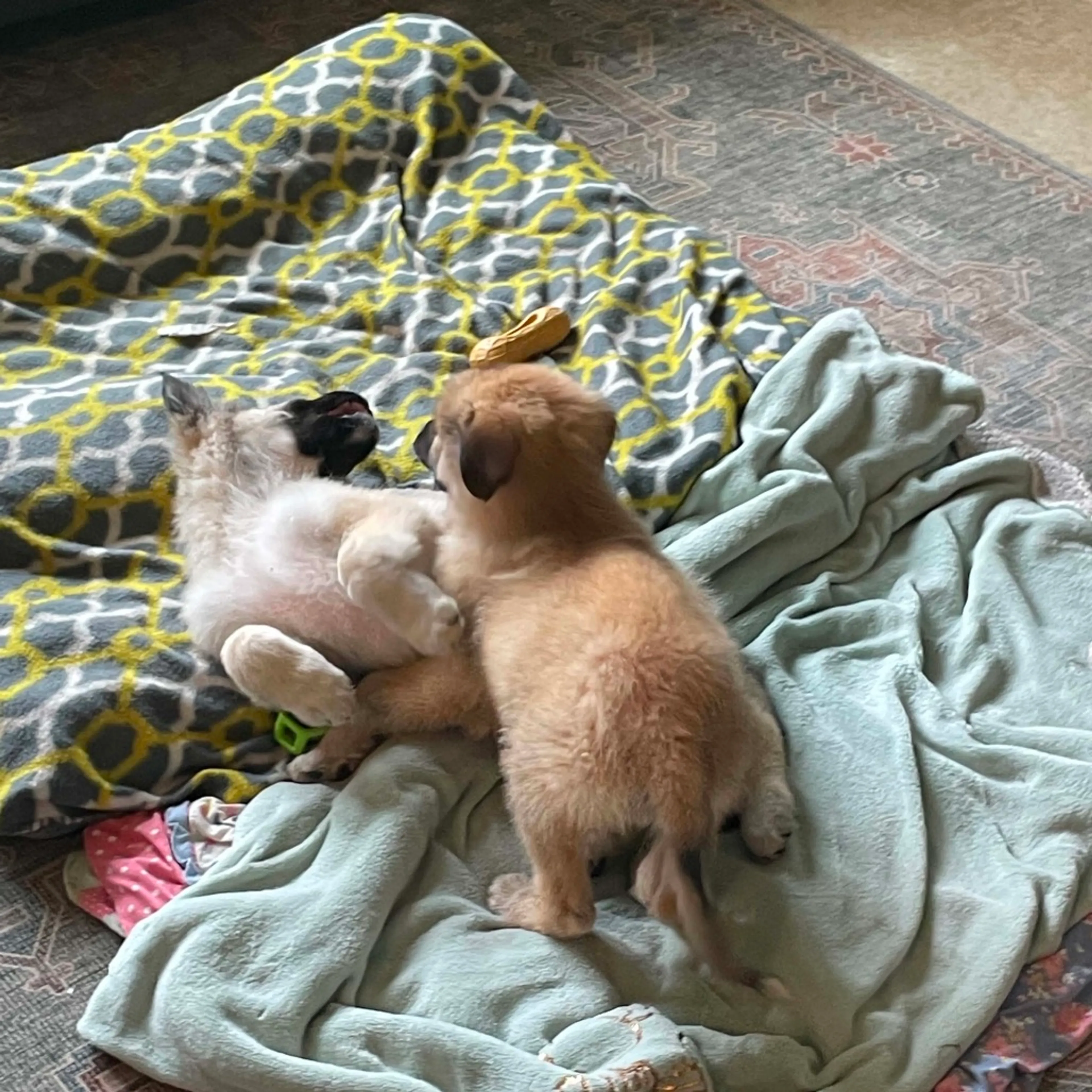Found pet-4
