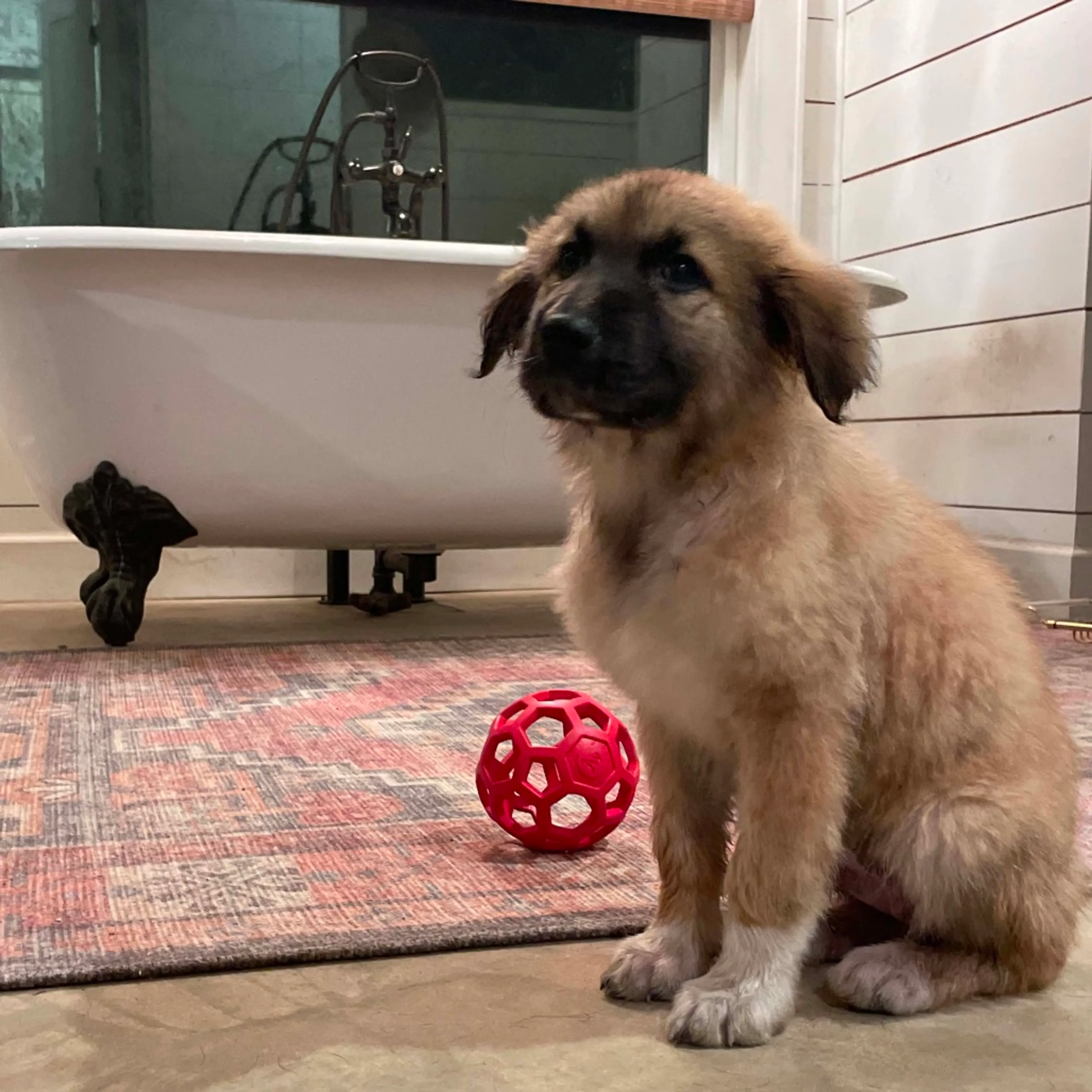 Found pet-8
