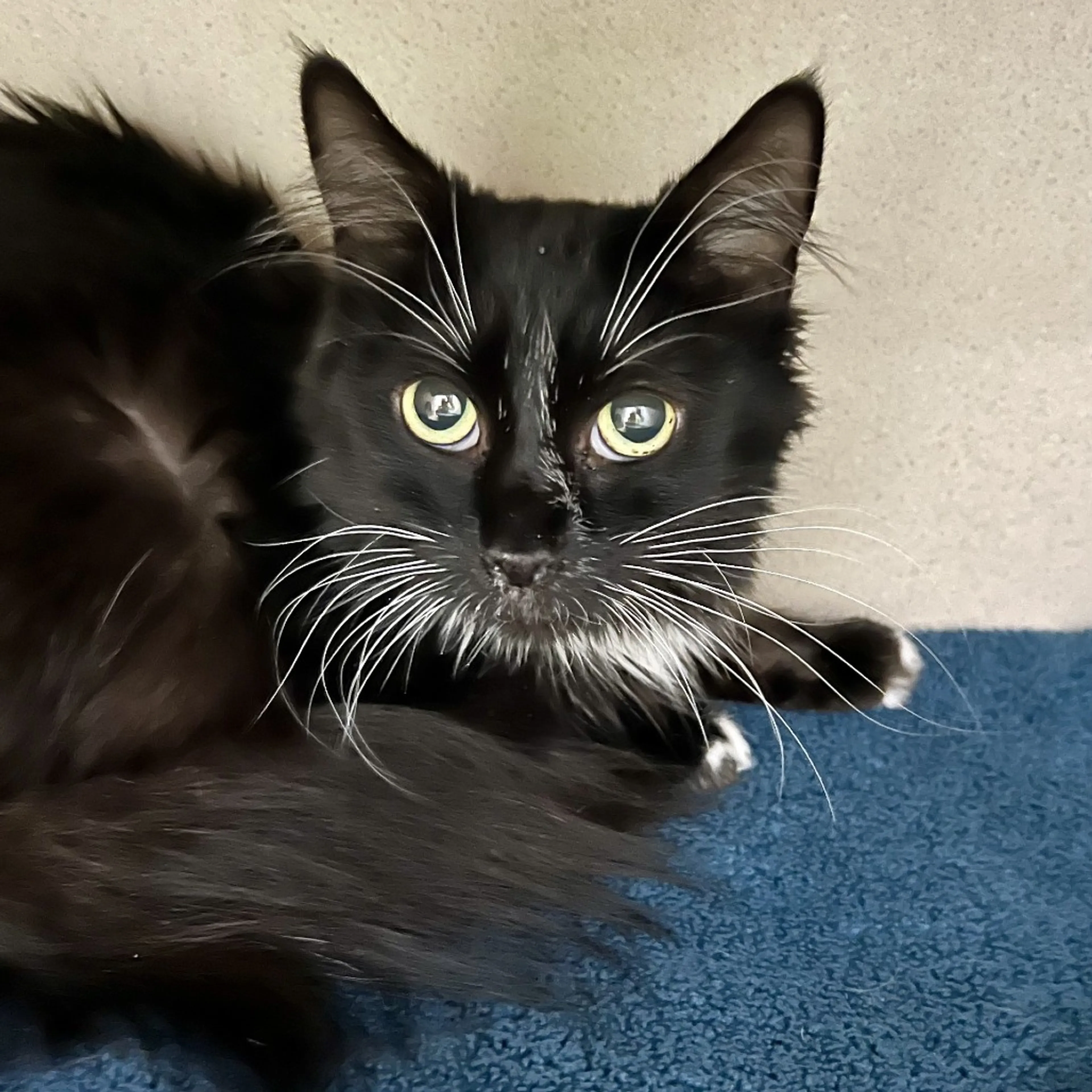 Found pet