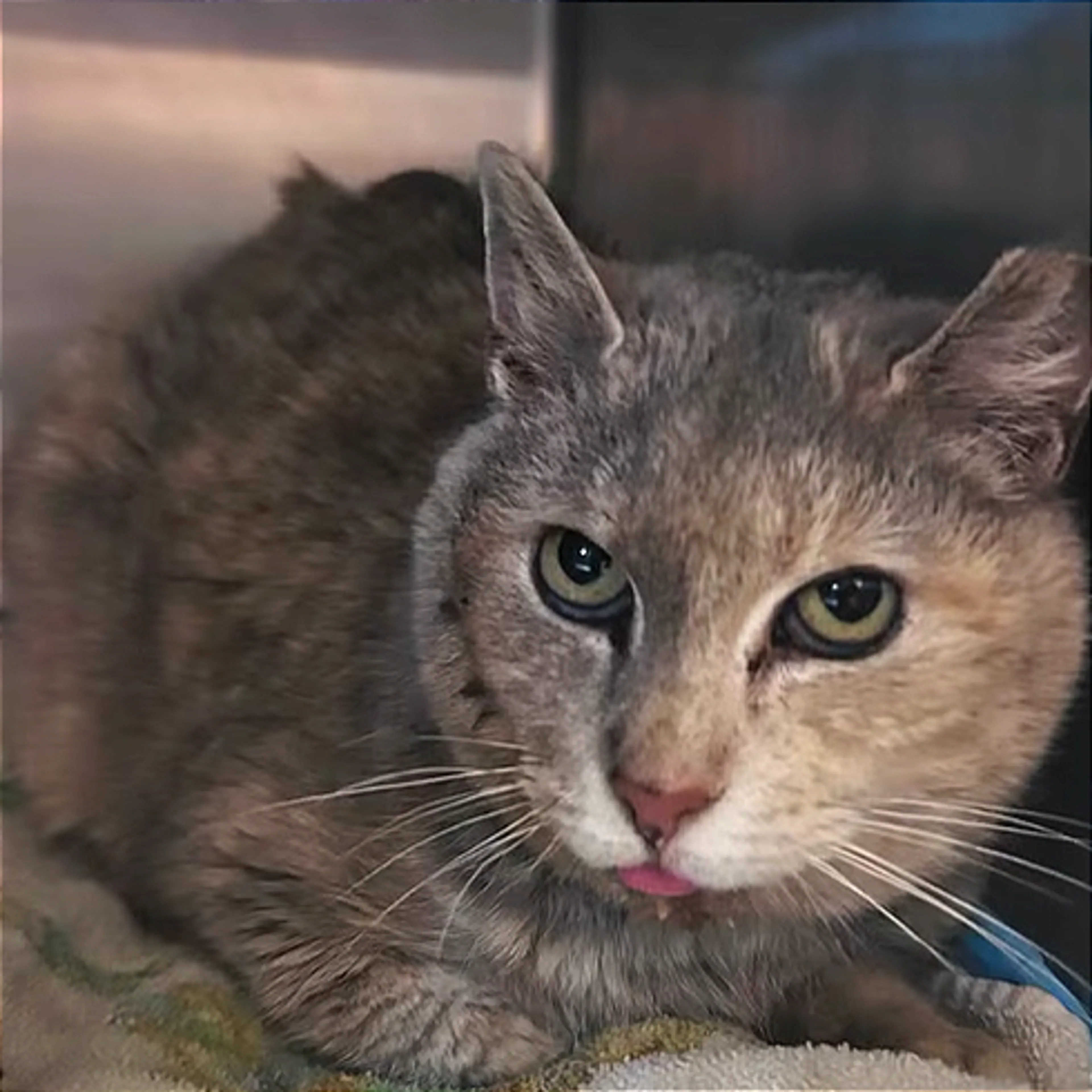 Found pet-1