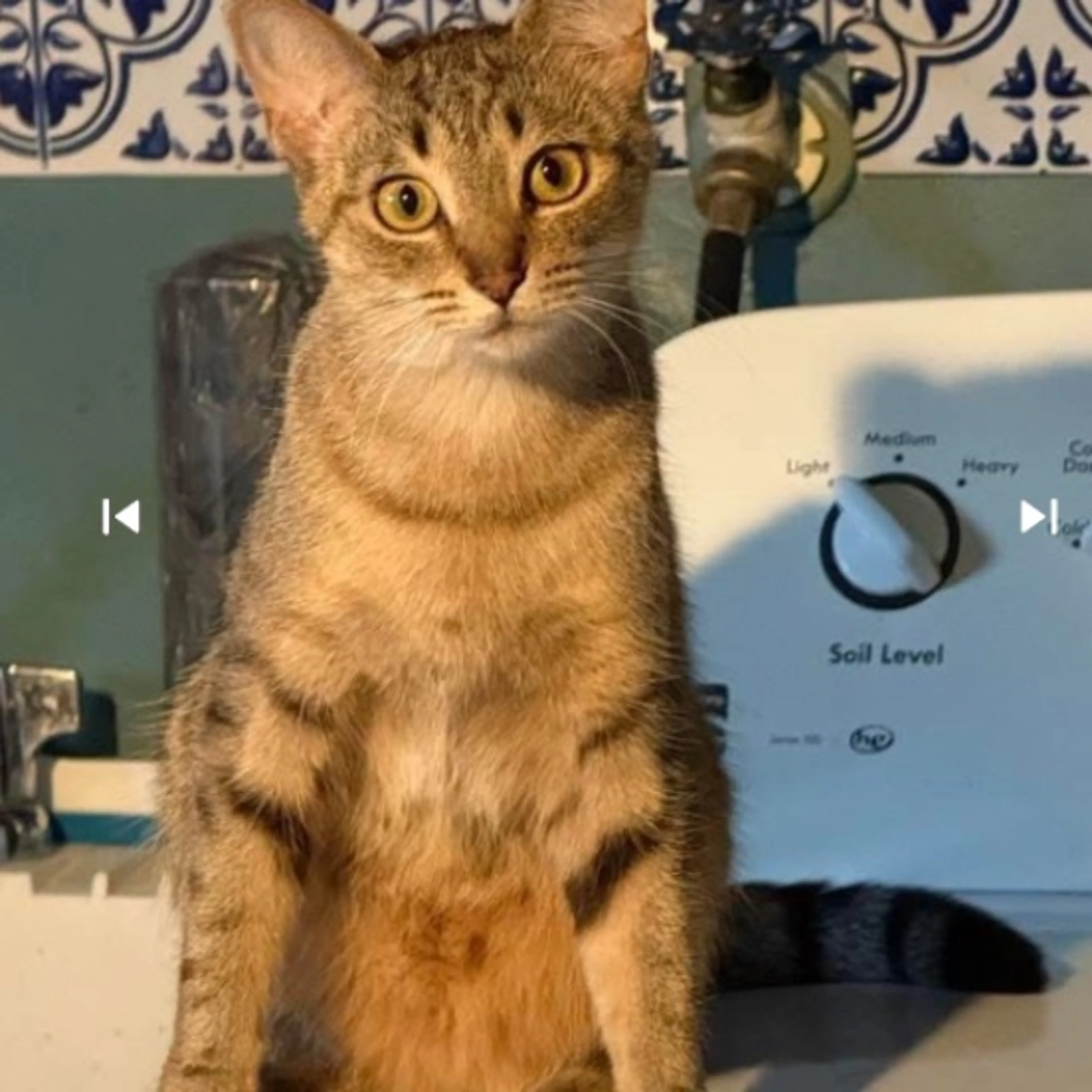 Lost pet