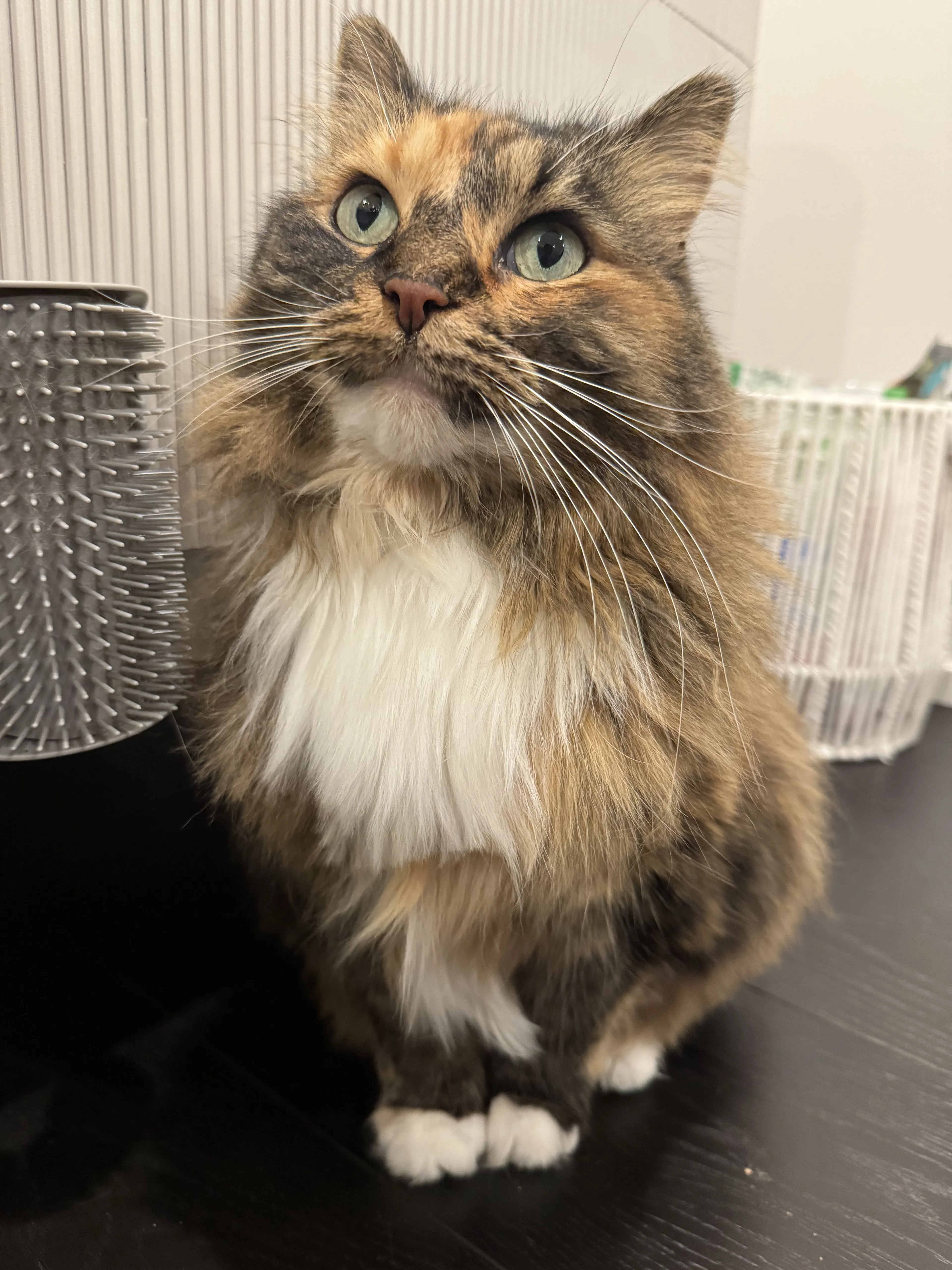 Lost pet