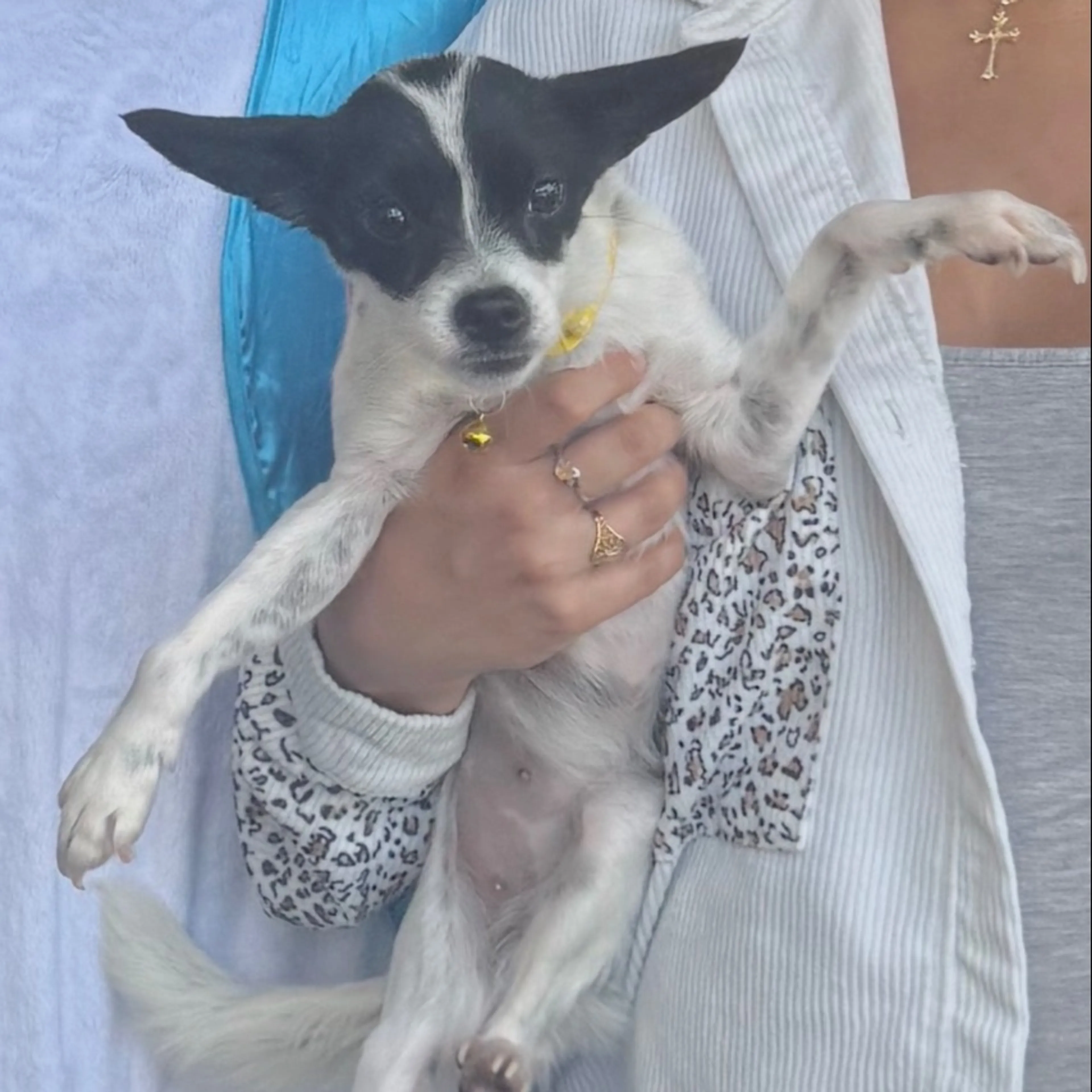 Lost pet