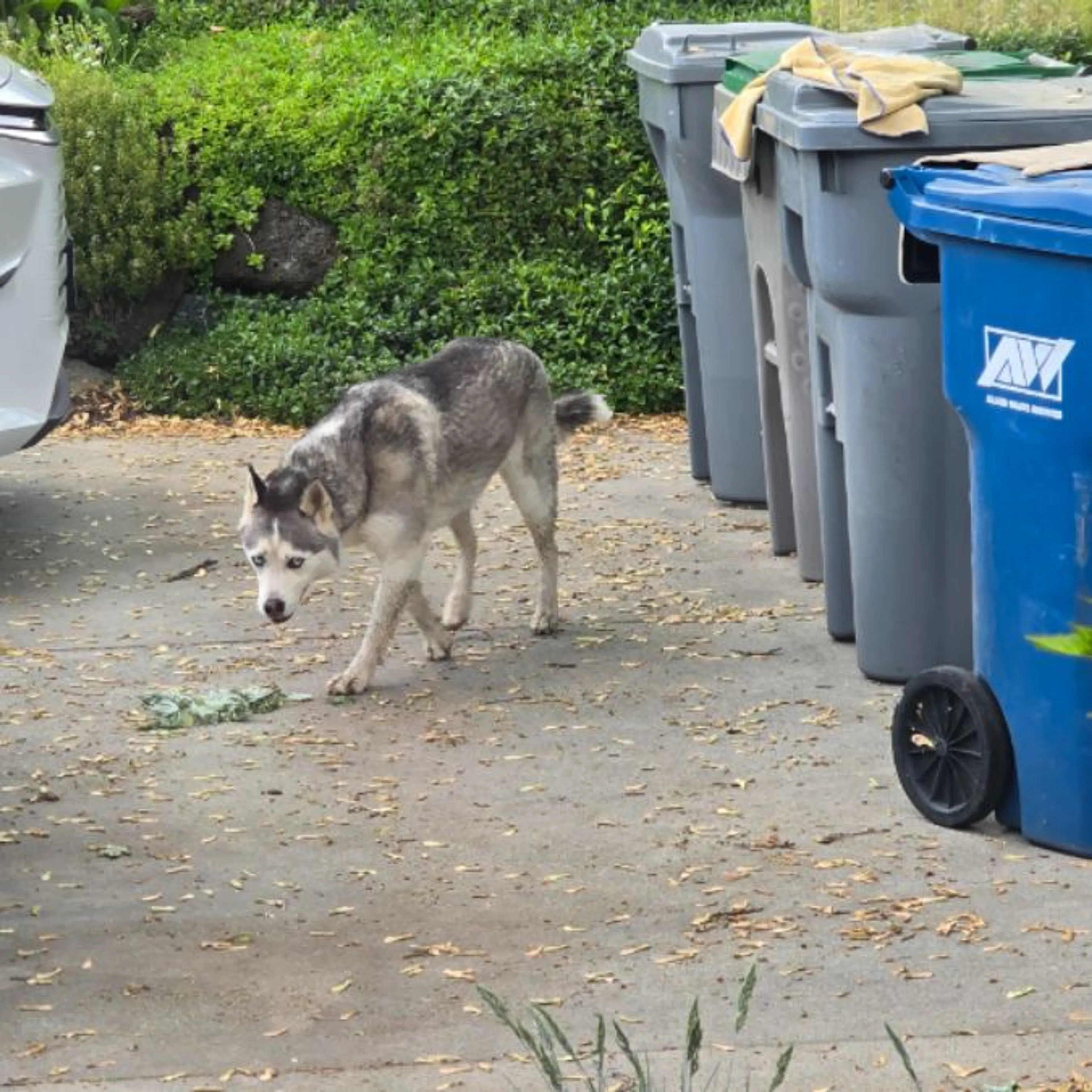 Found pet