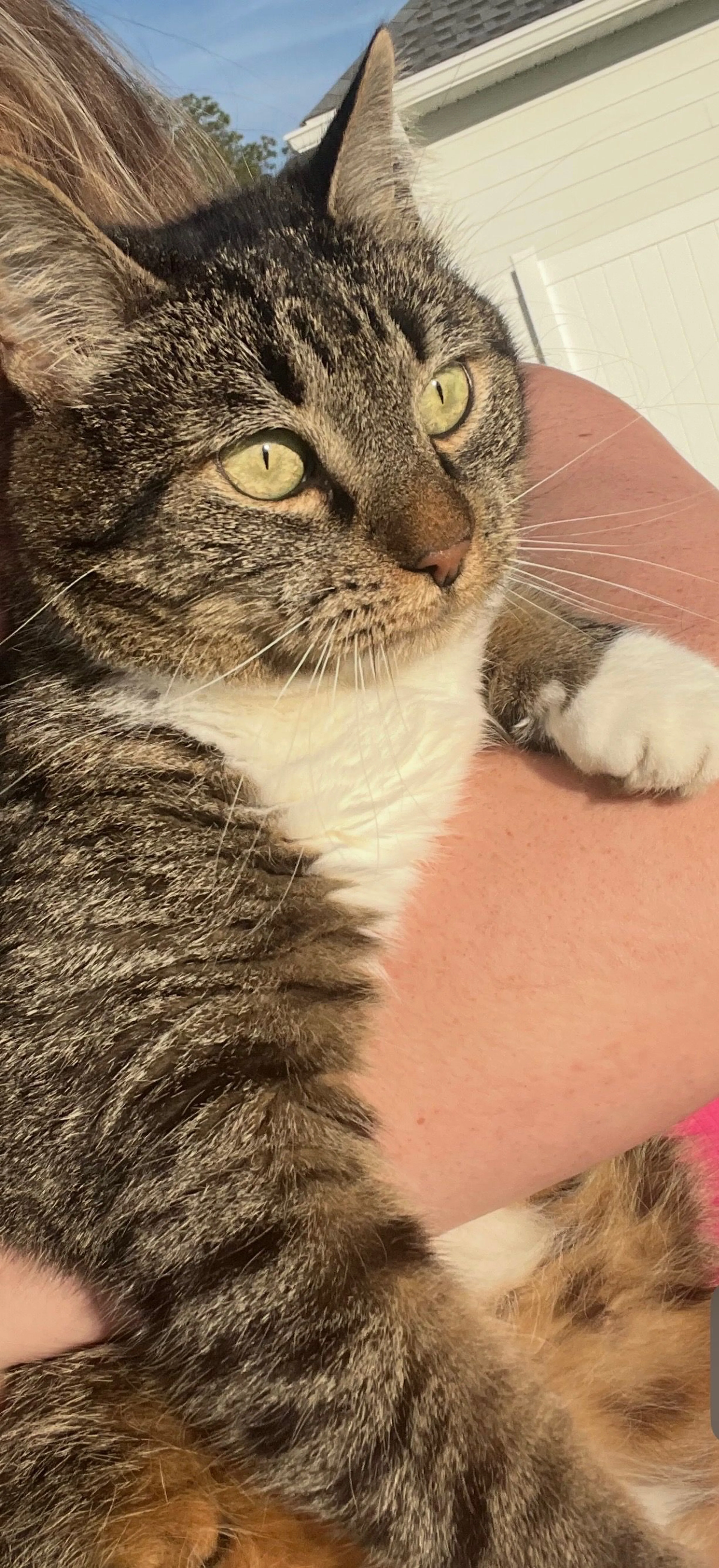 Lost pet-0