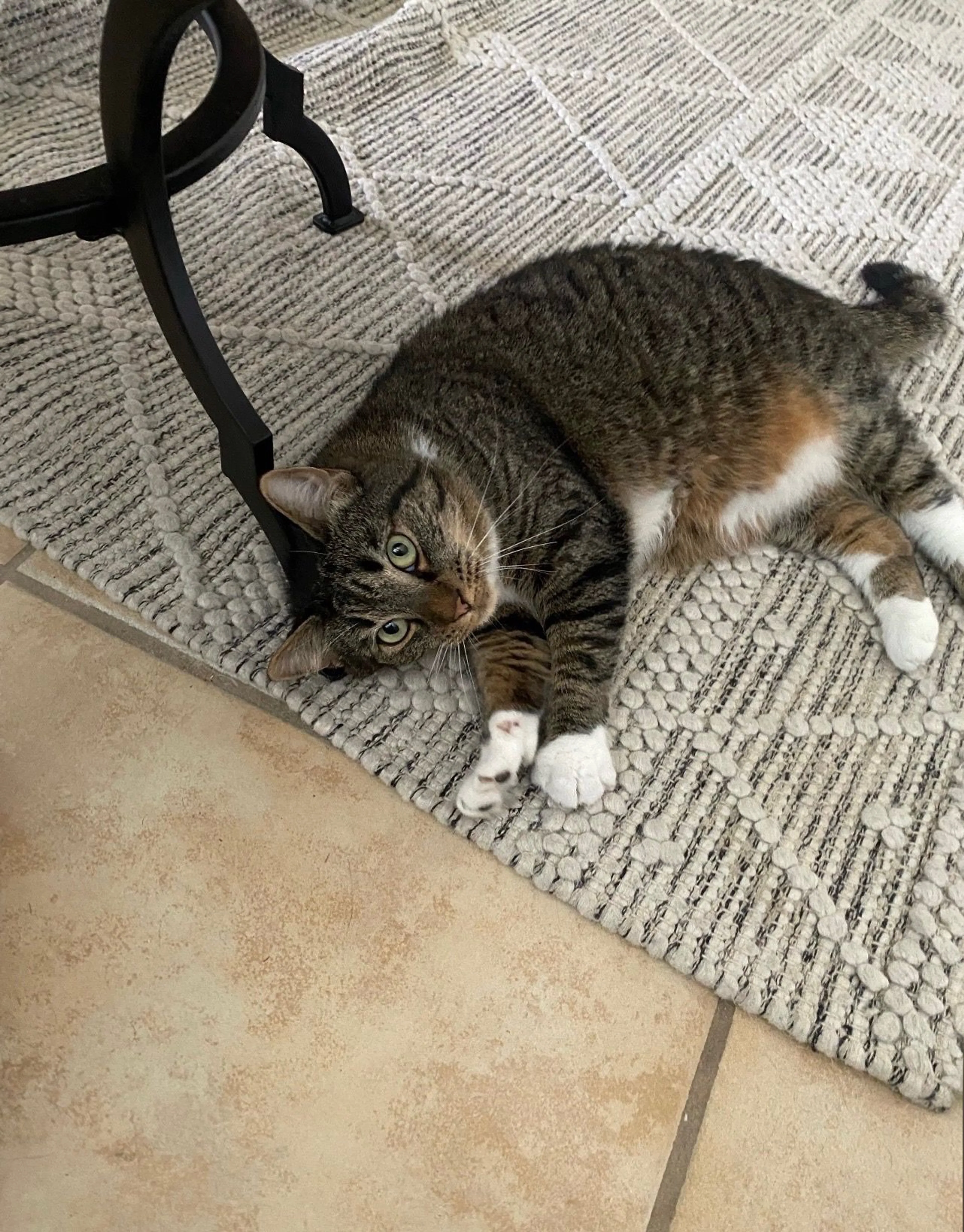 Lost pet-1