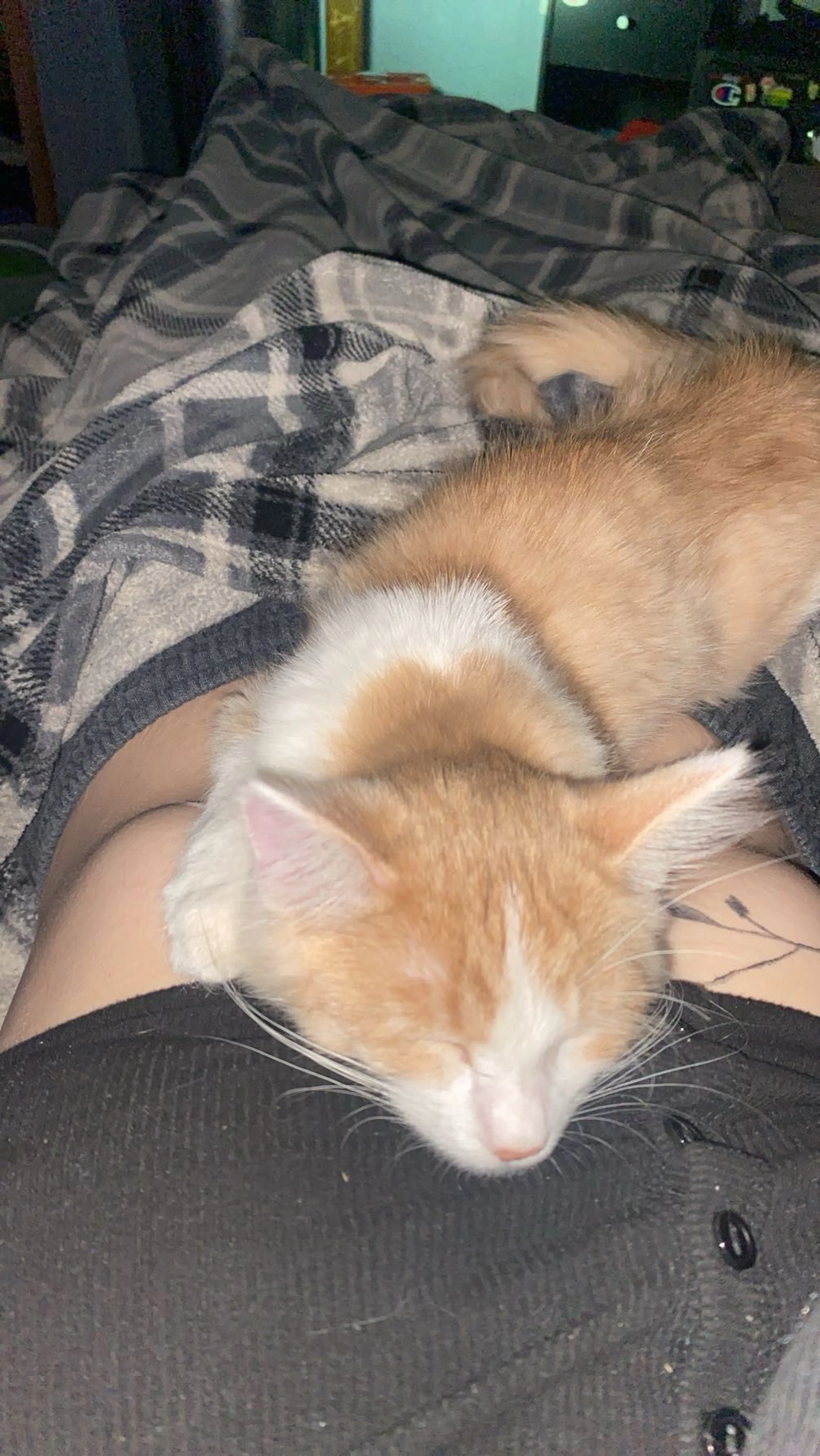 Lost pet-2