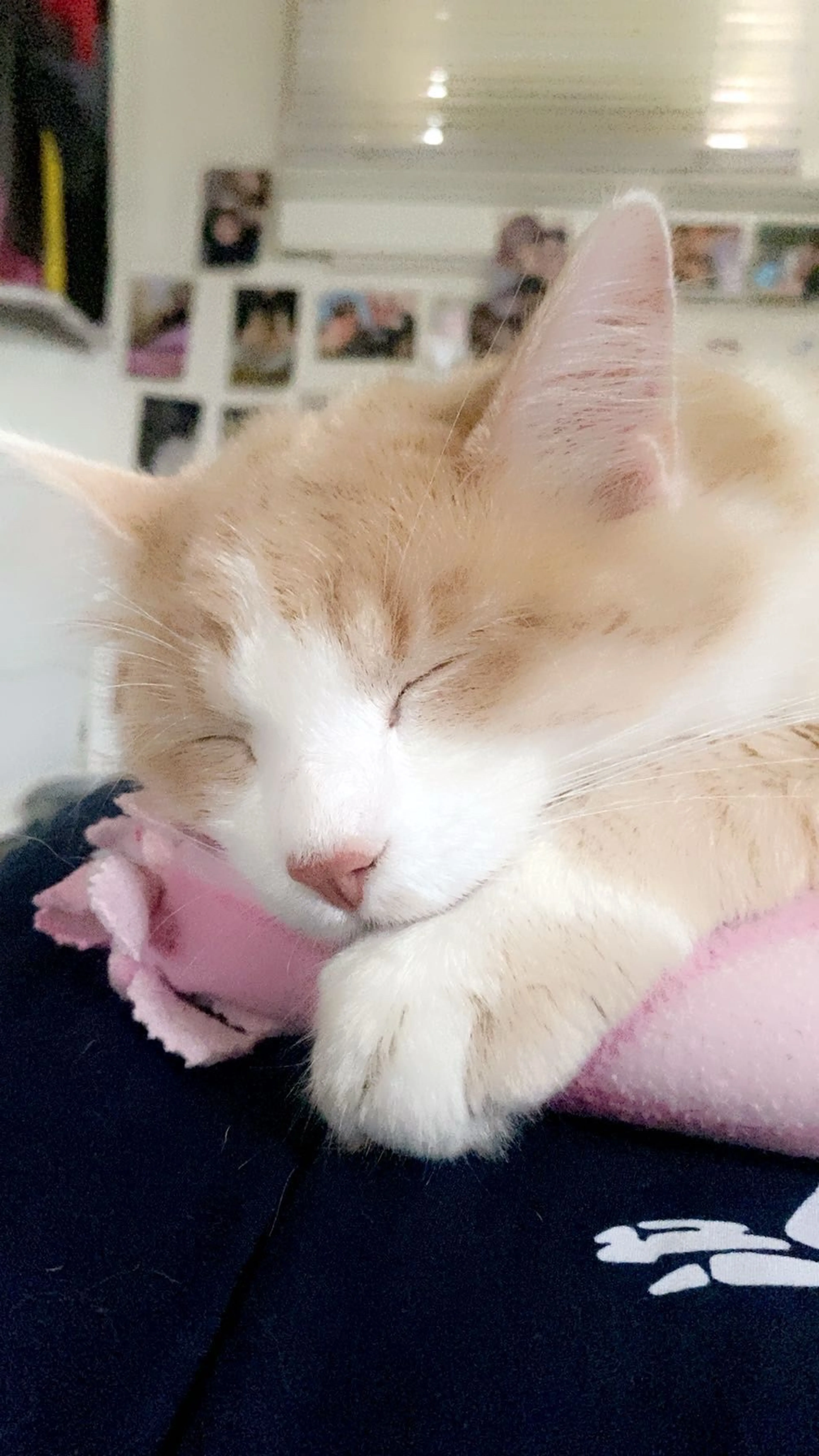 Lost pet-4