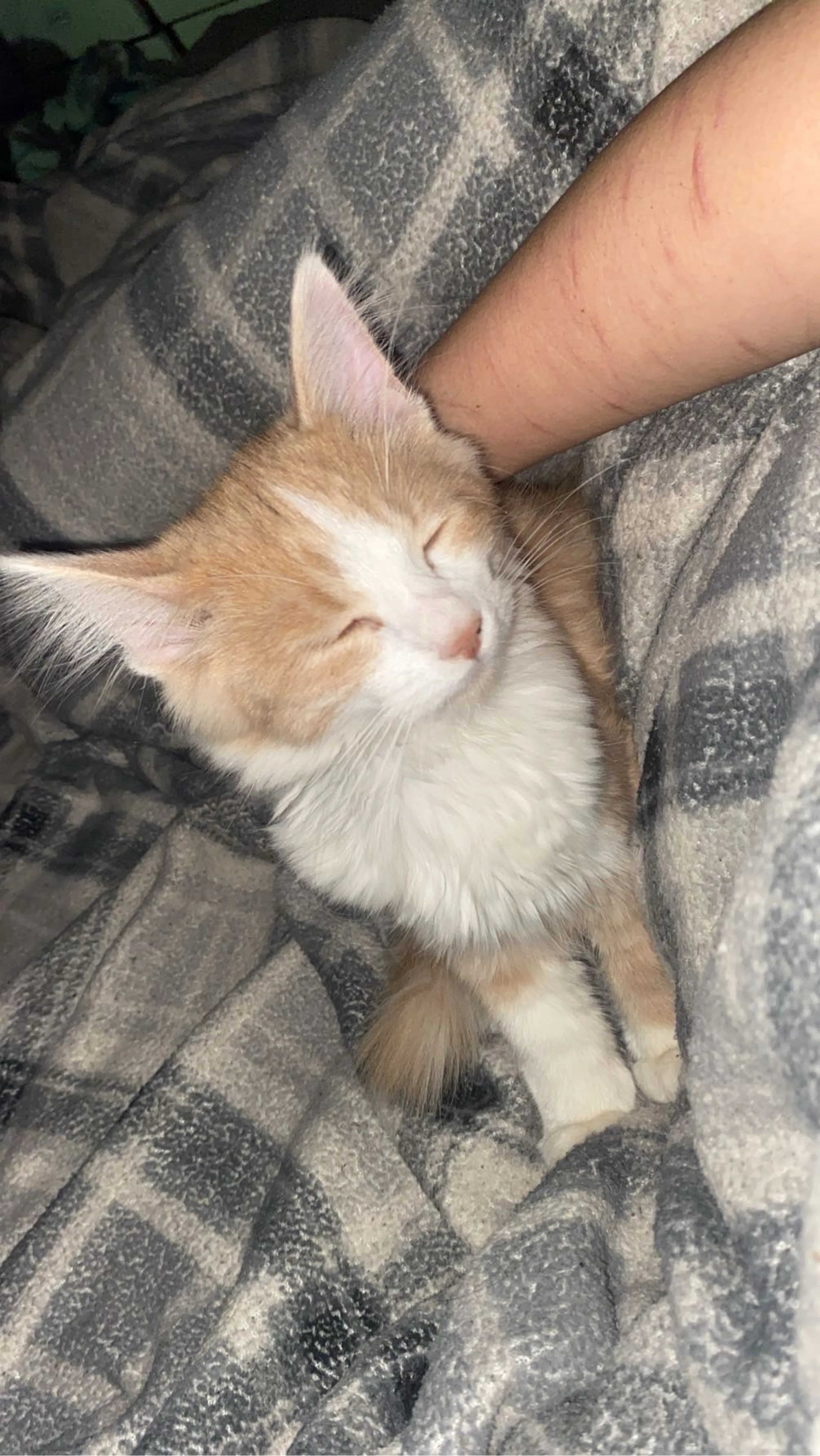 Lost pet-1