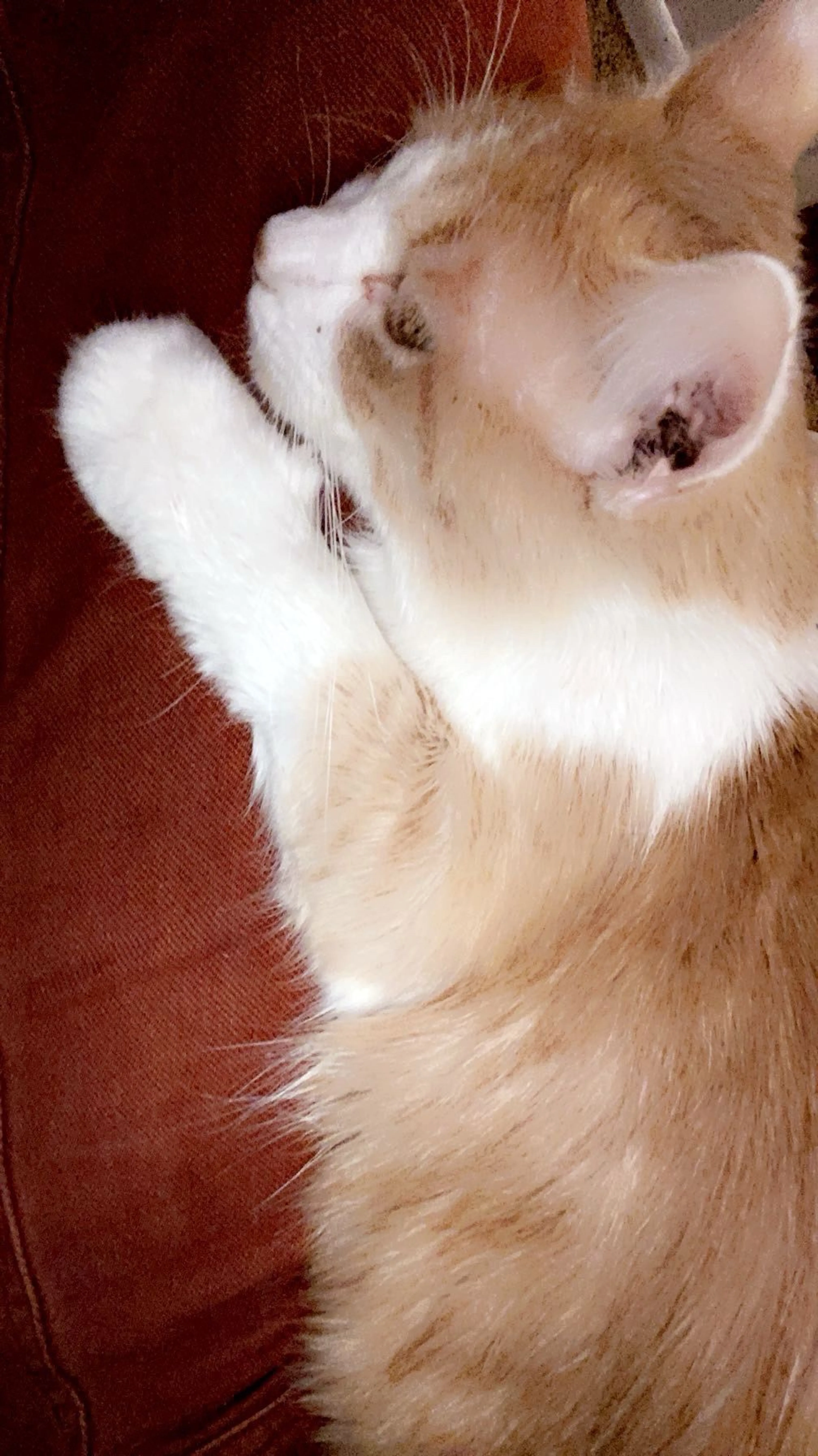 Lost pet-3