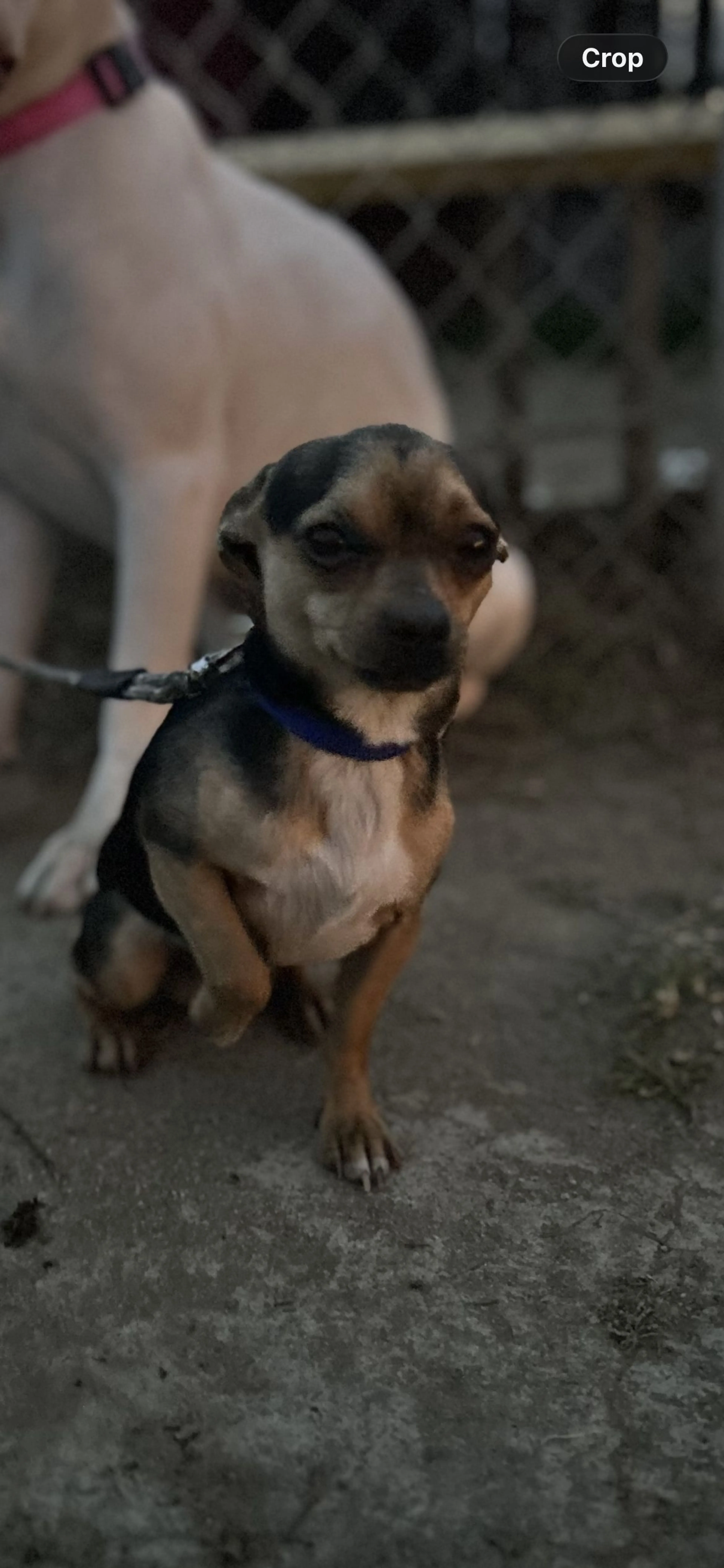 Lost pet-1