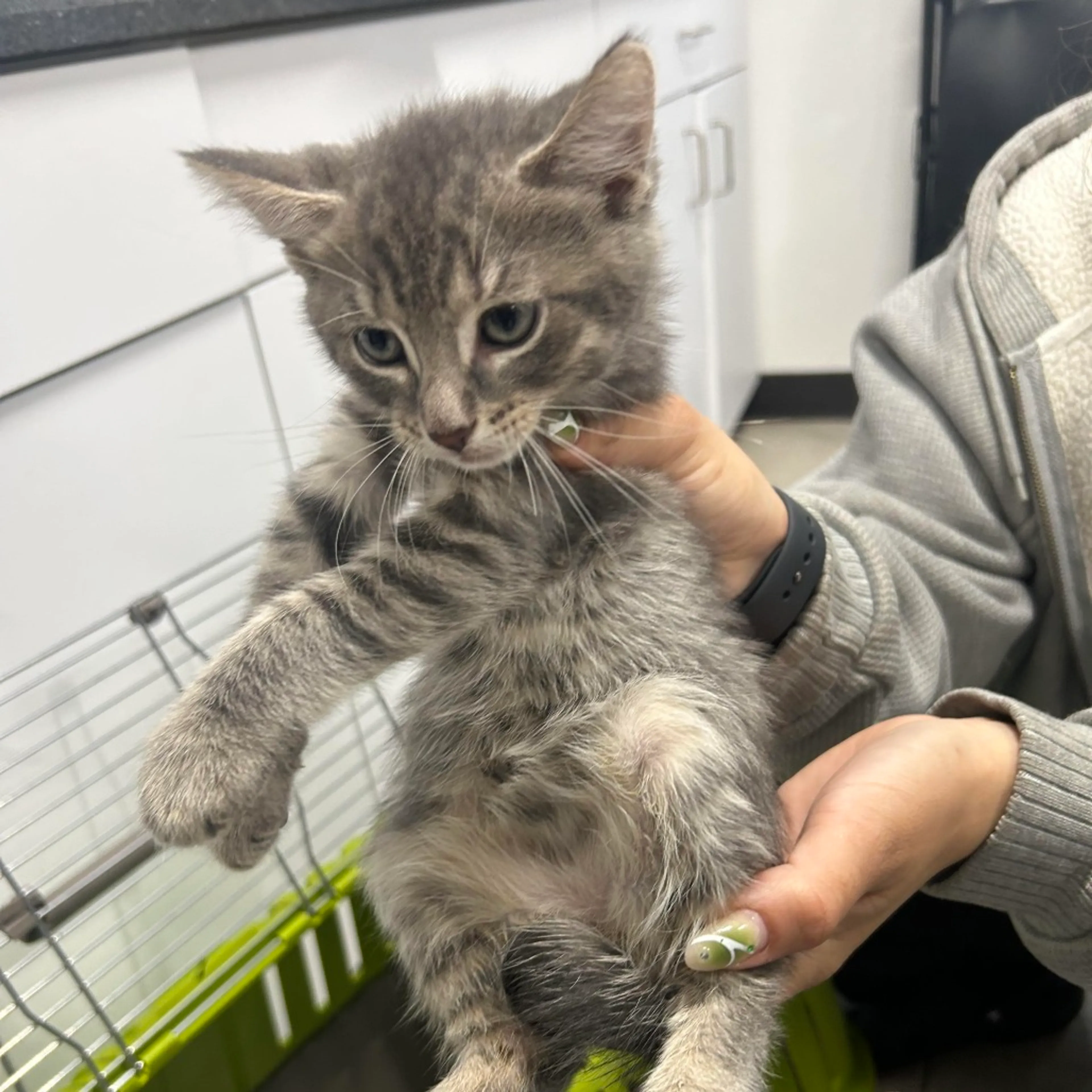 Found pet