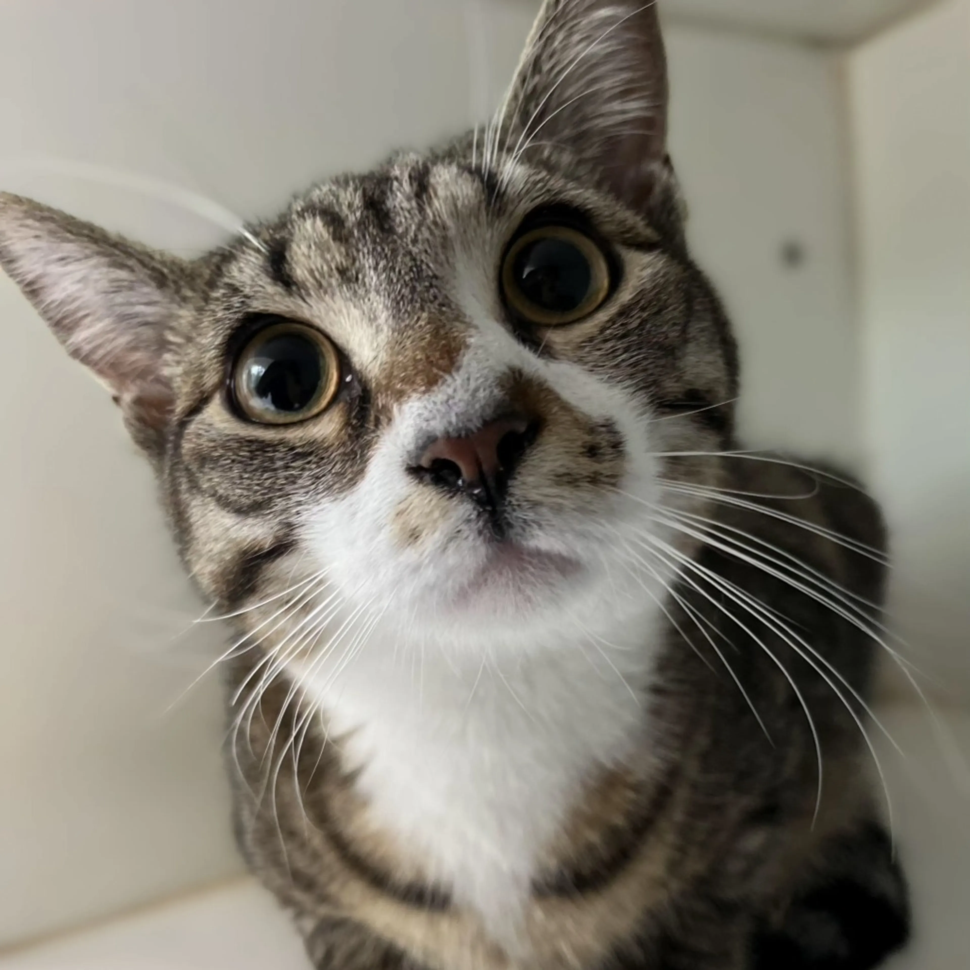 Found pet-1
