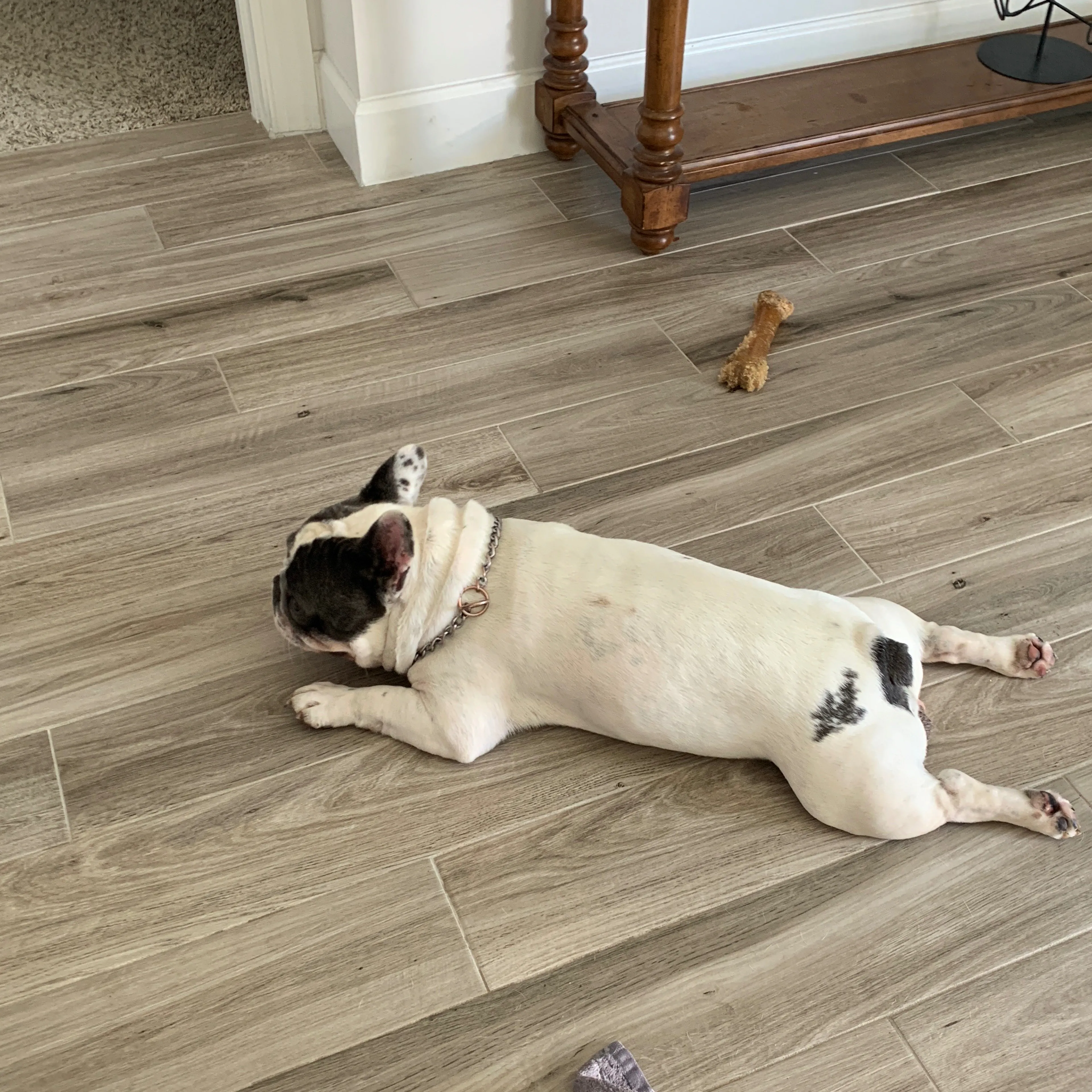Lost pet-1