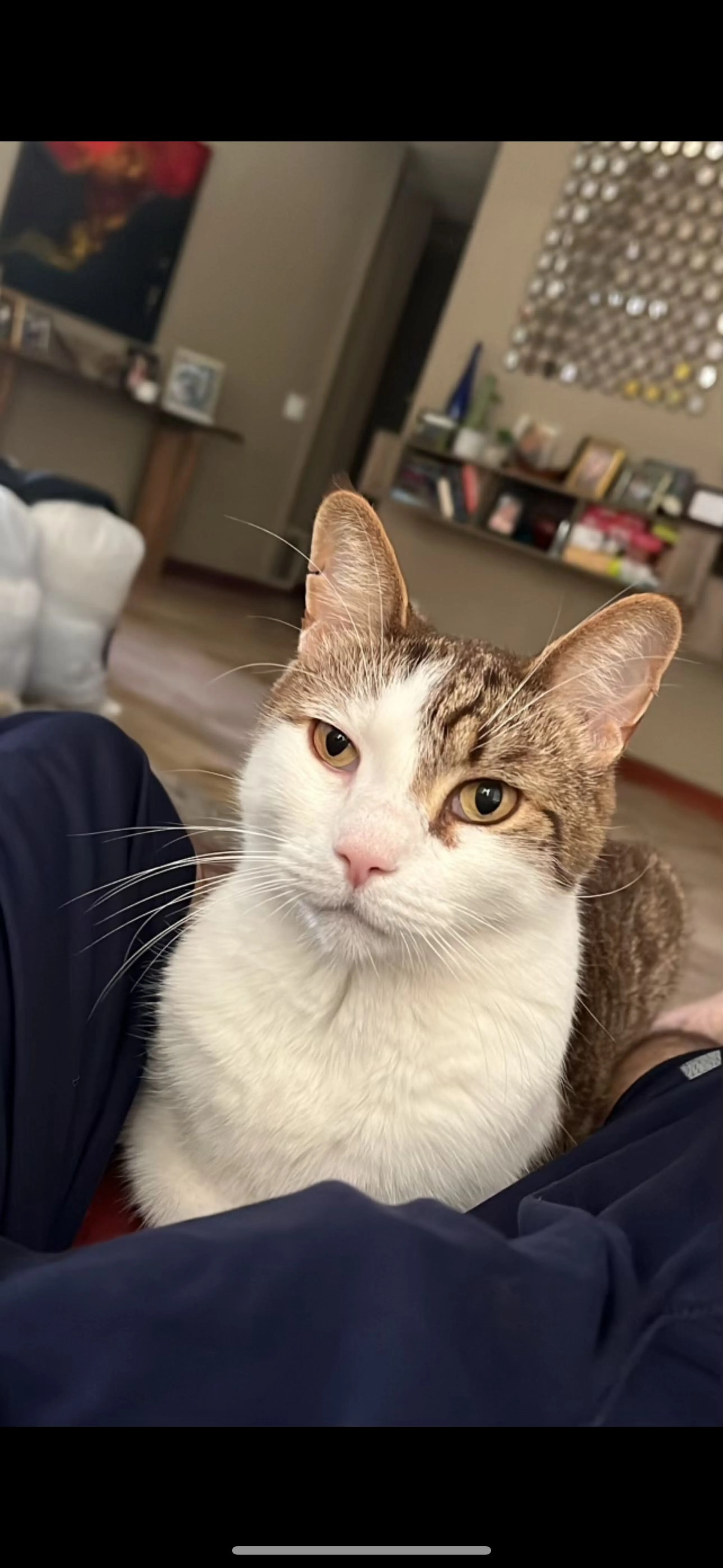 Lost pet-0