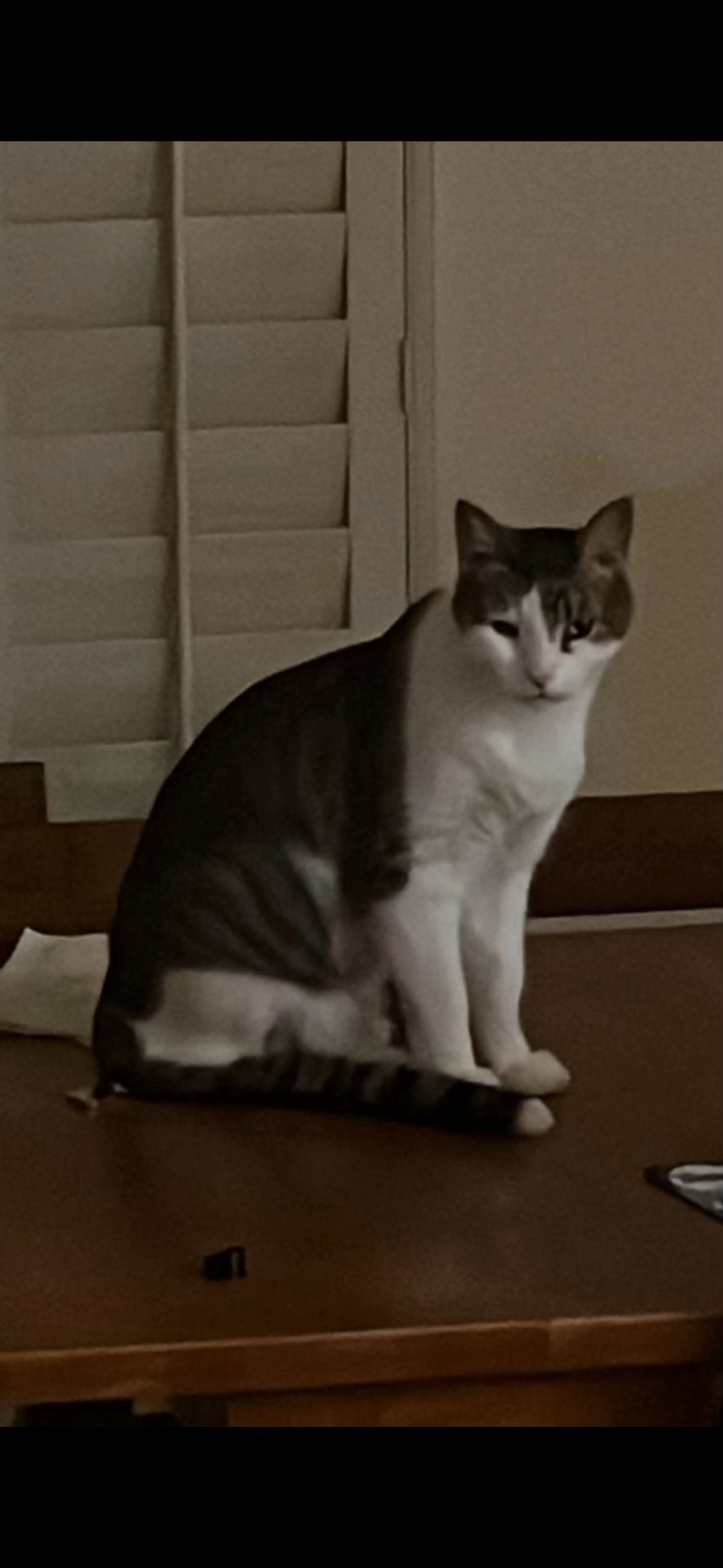 Lost pet-1