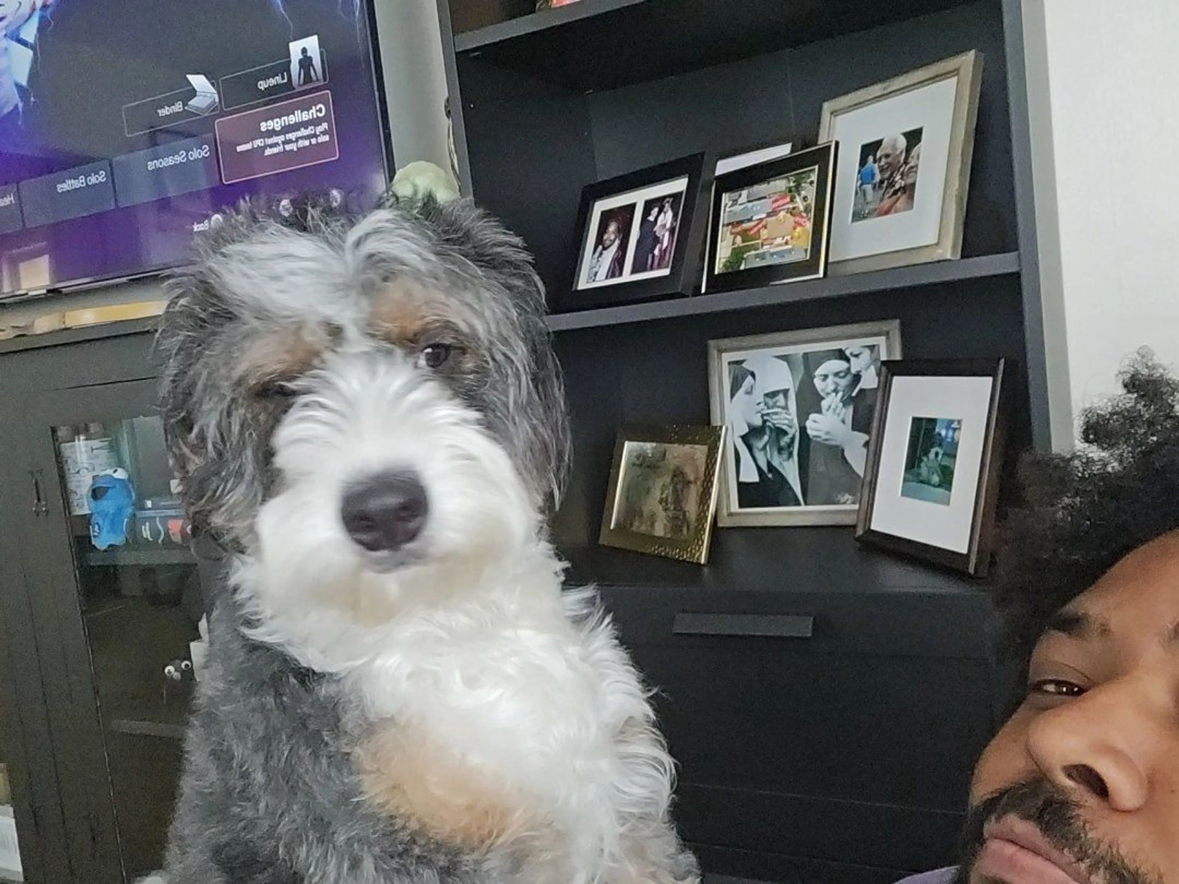 Lost pet-2