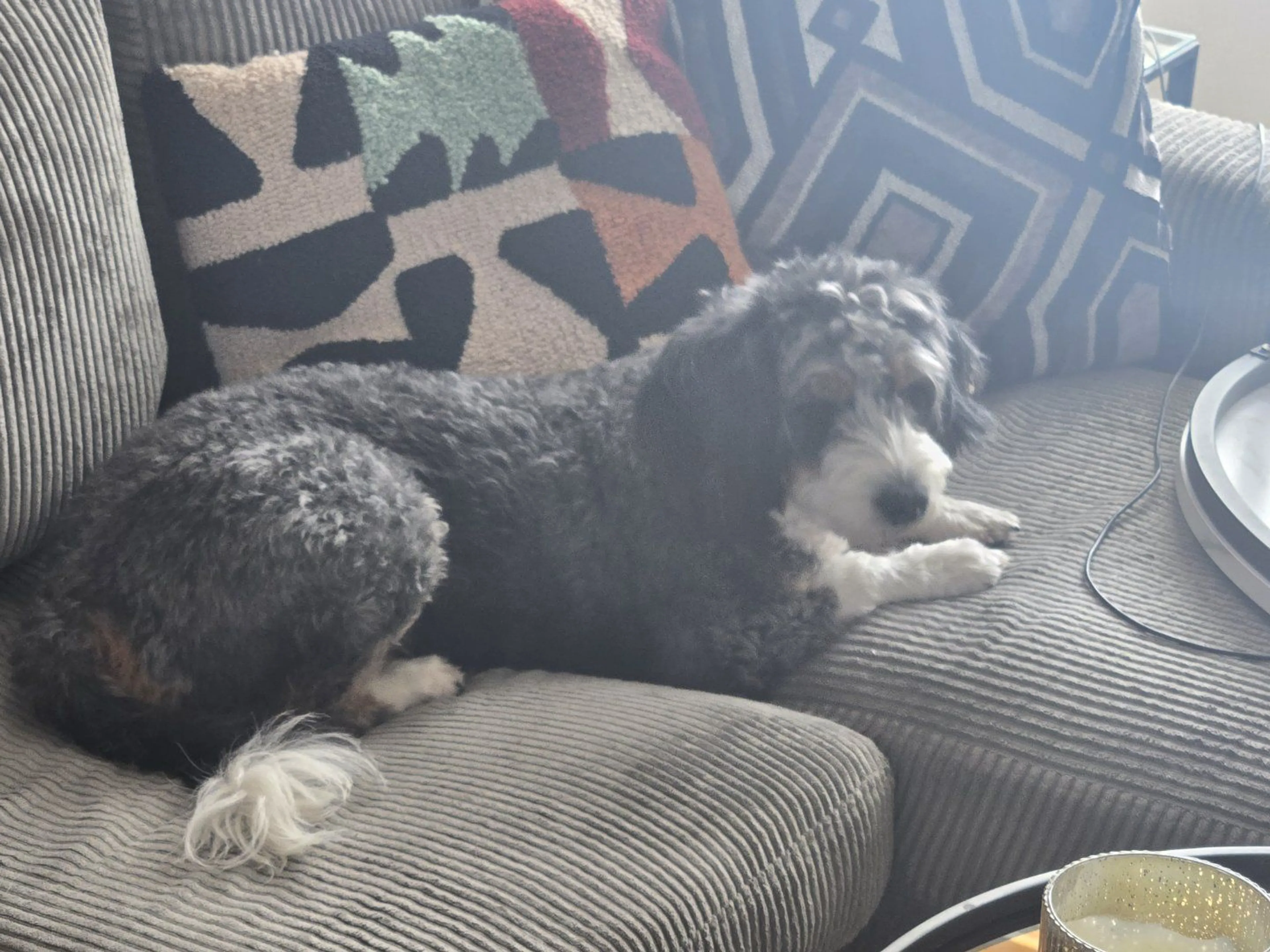 Lost pet-1