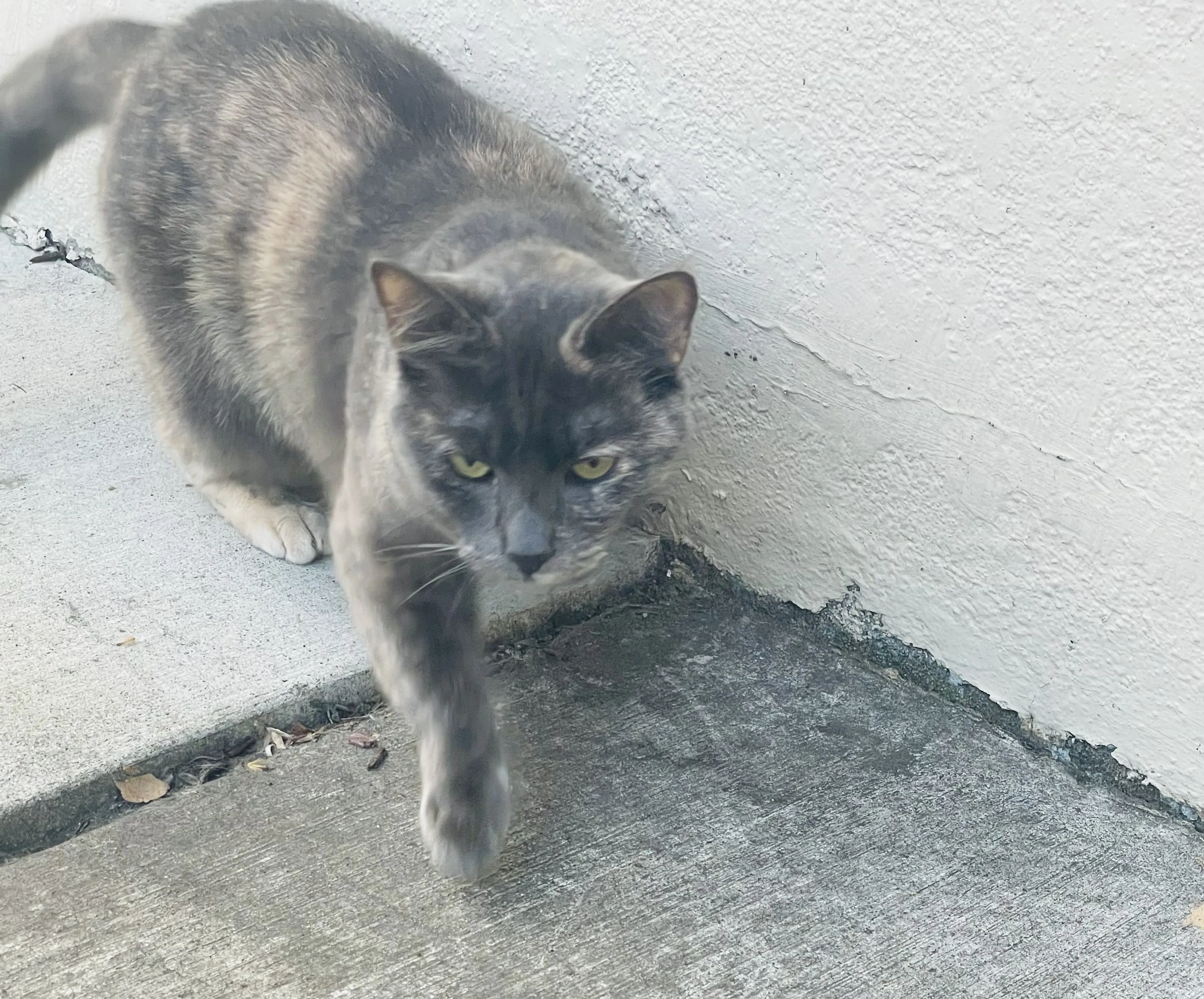 Lost pet-0