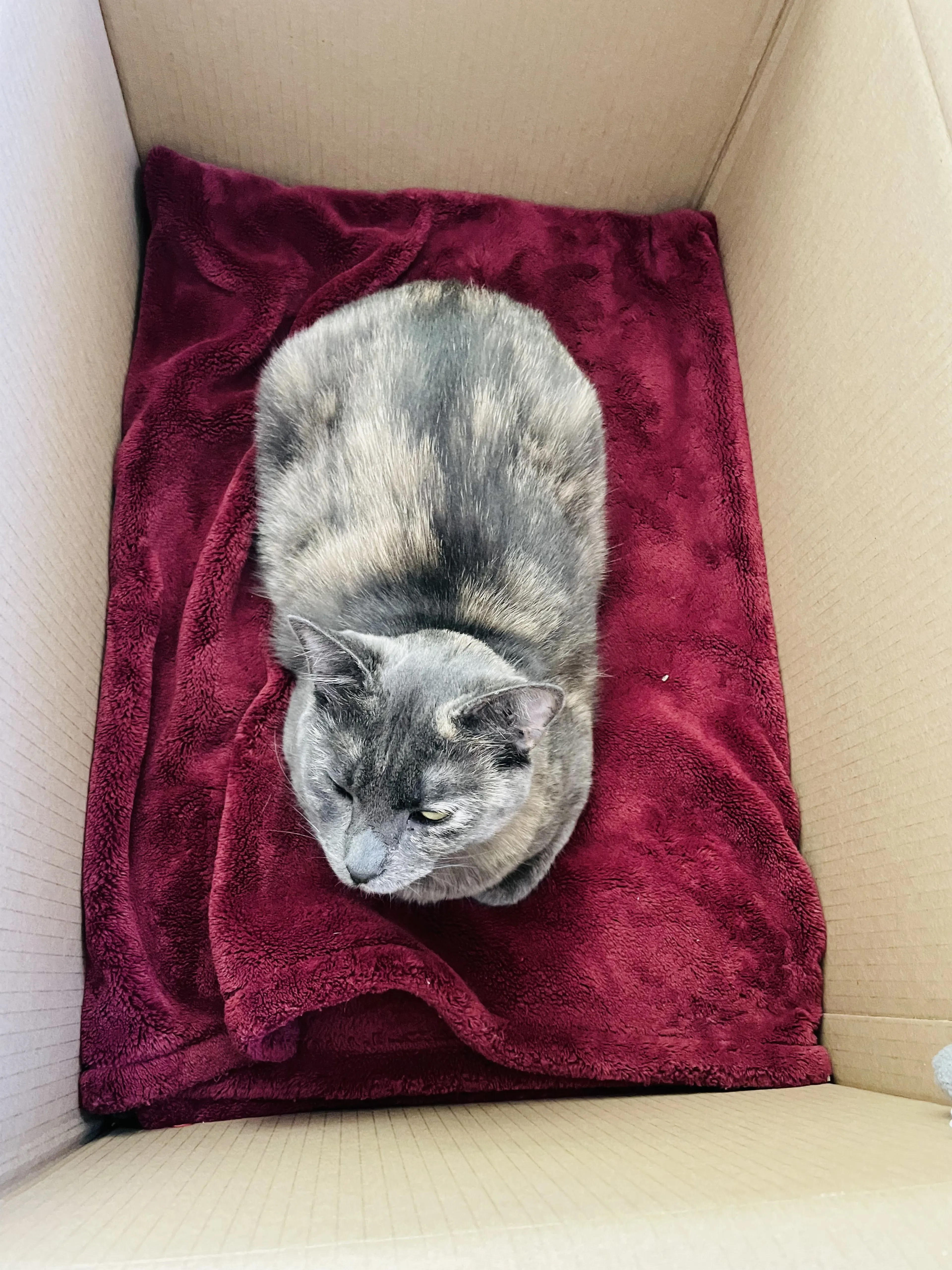 Lost pet-2