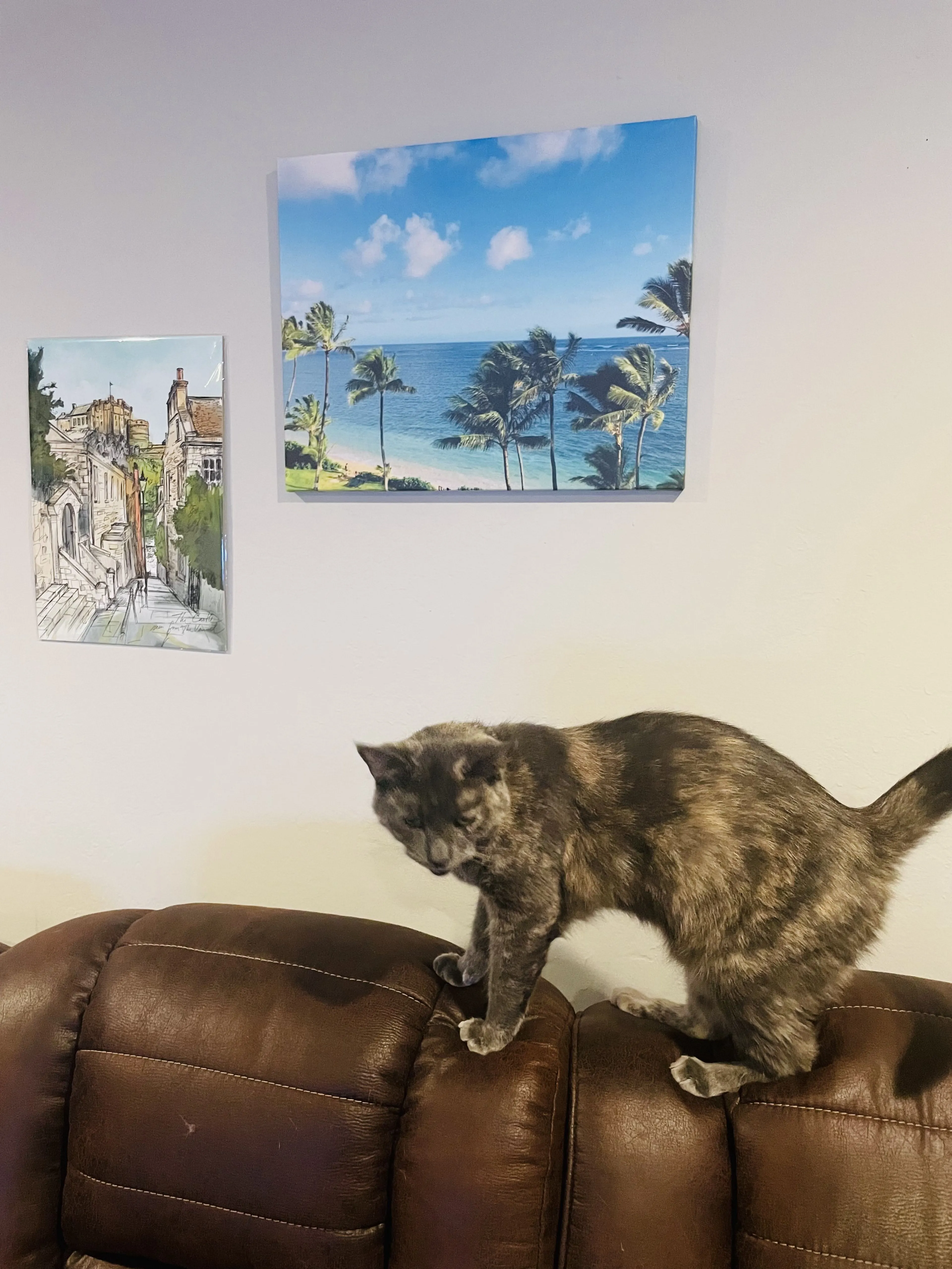 Lost pet-1