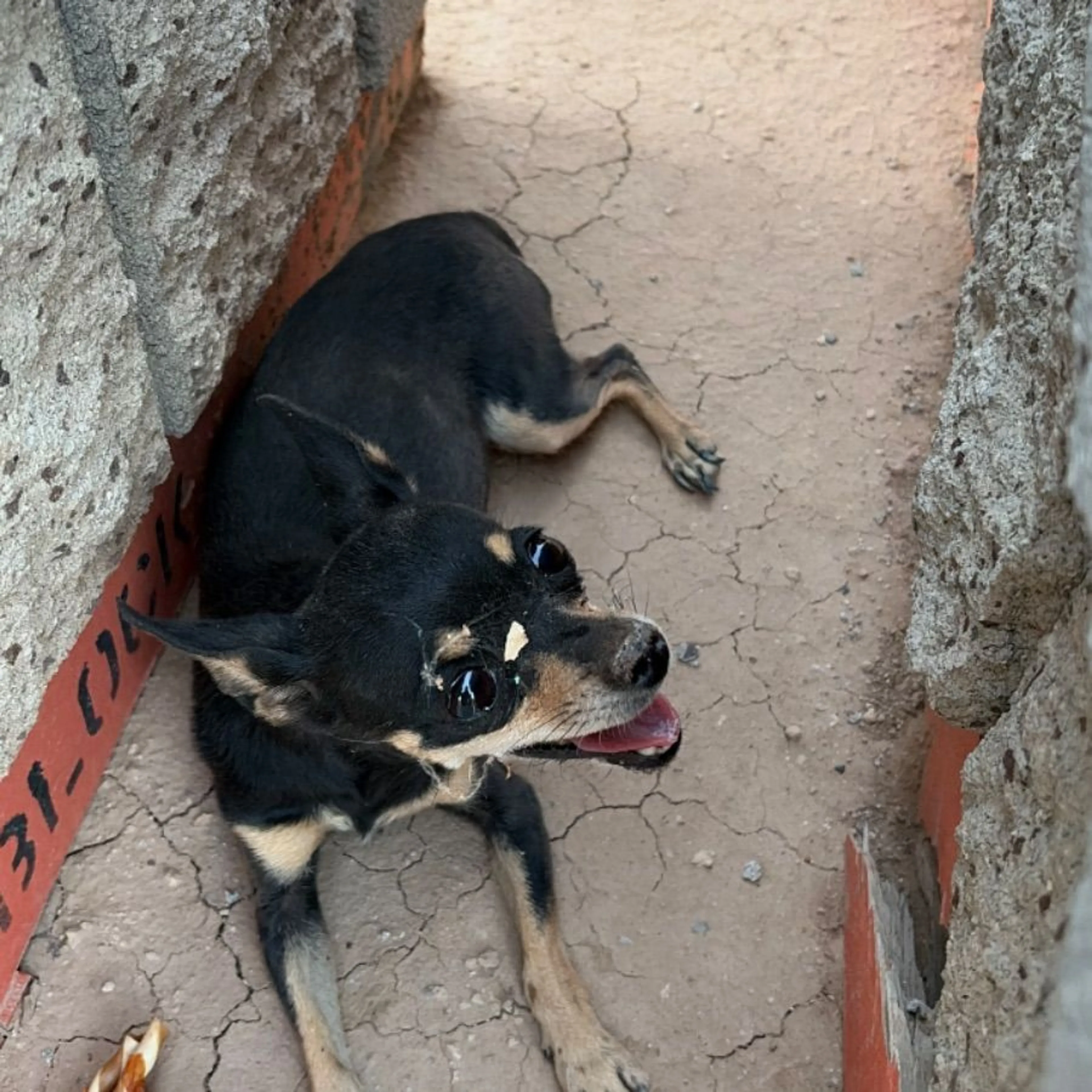 Found pet