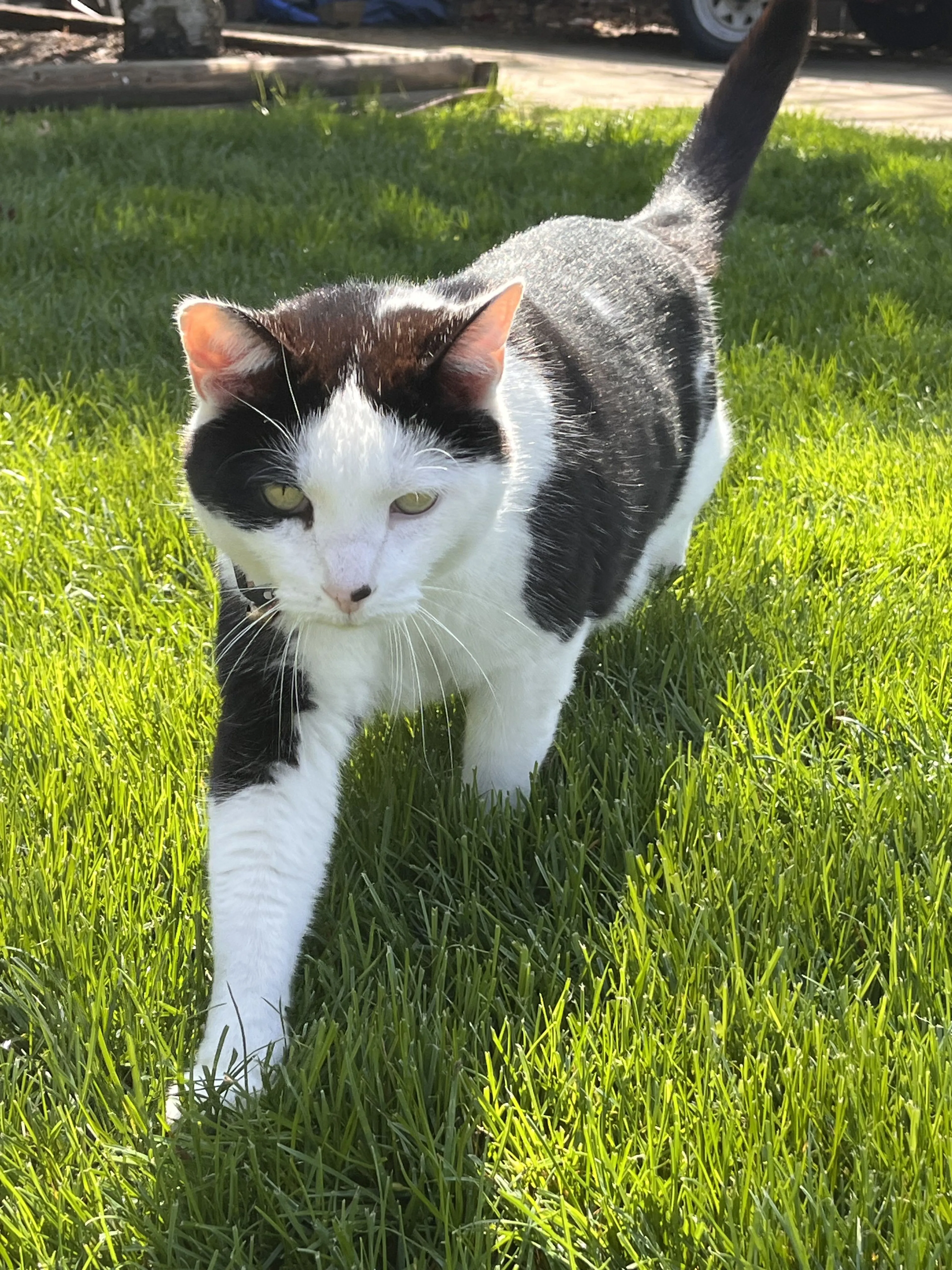 Lost pet