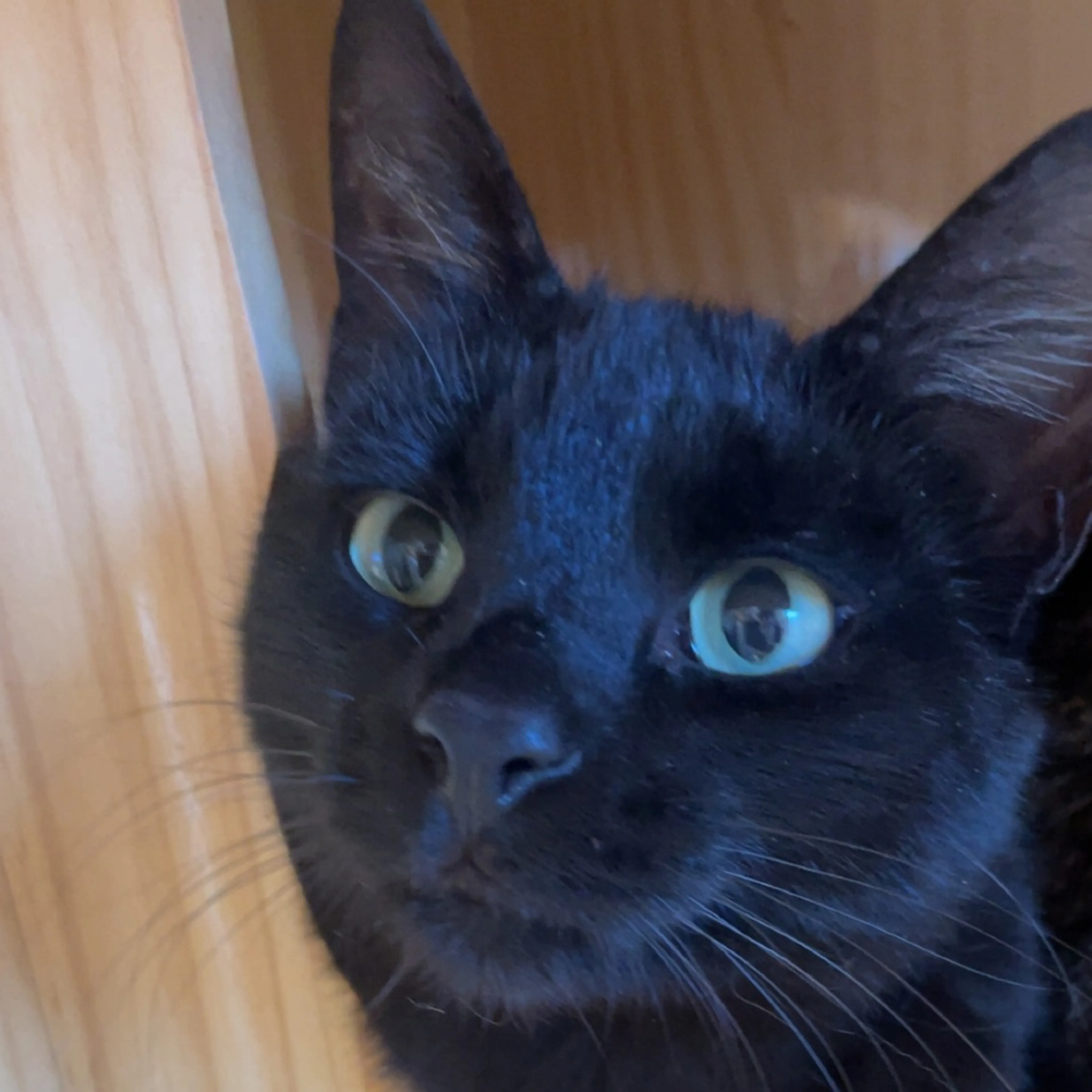 Found pet-0