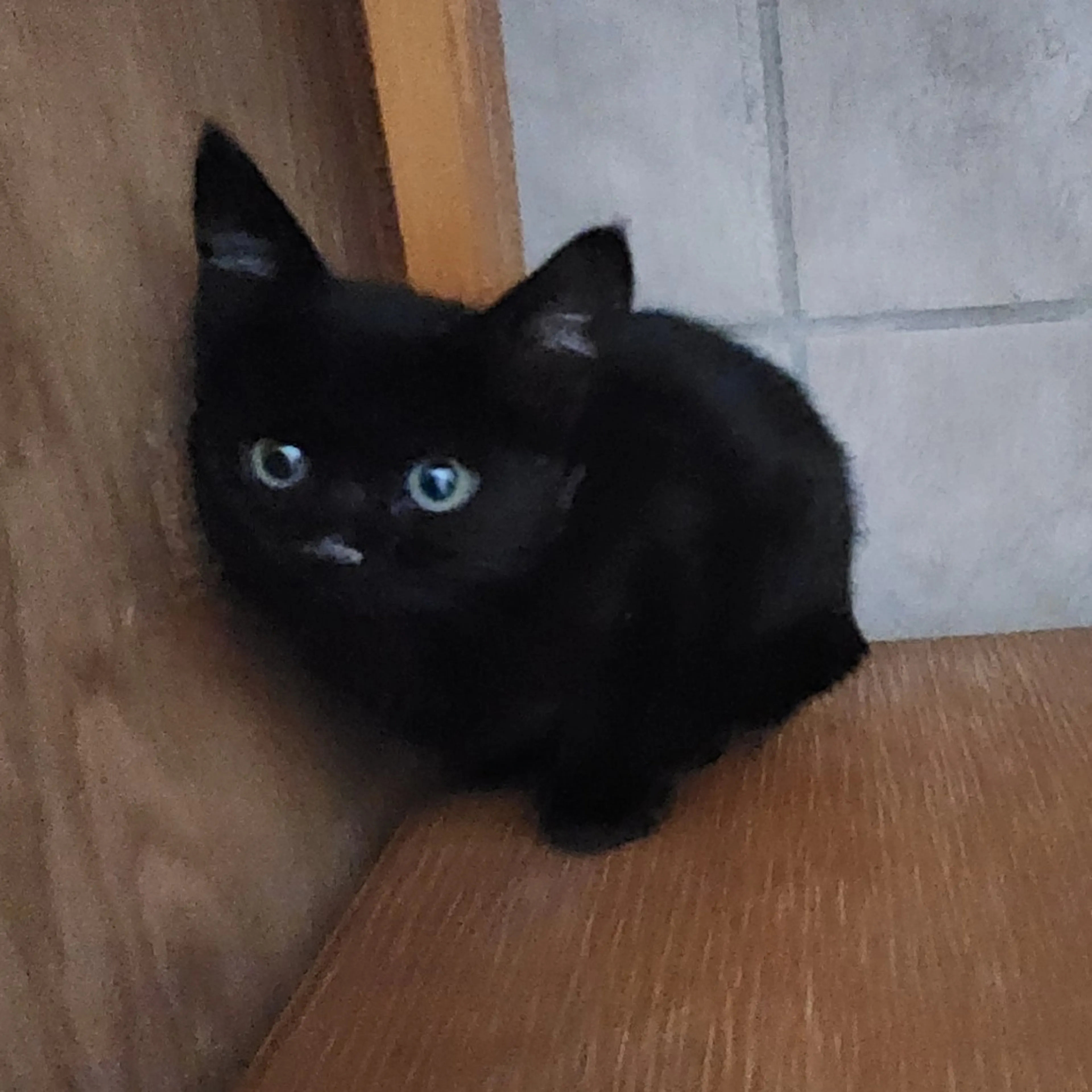 Found pet-1