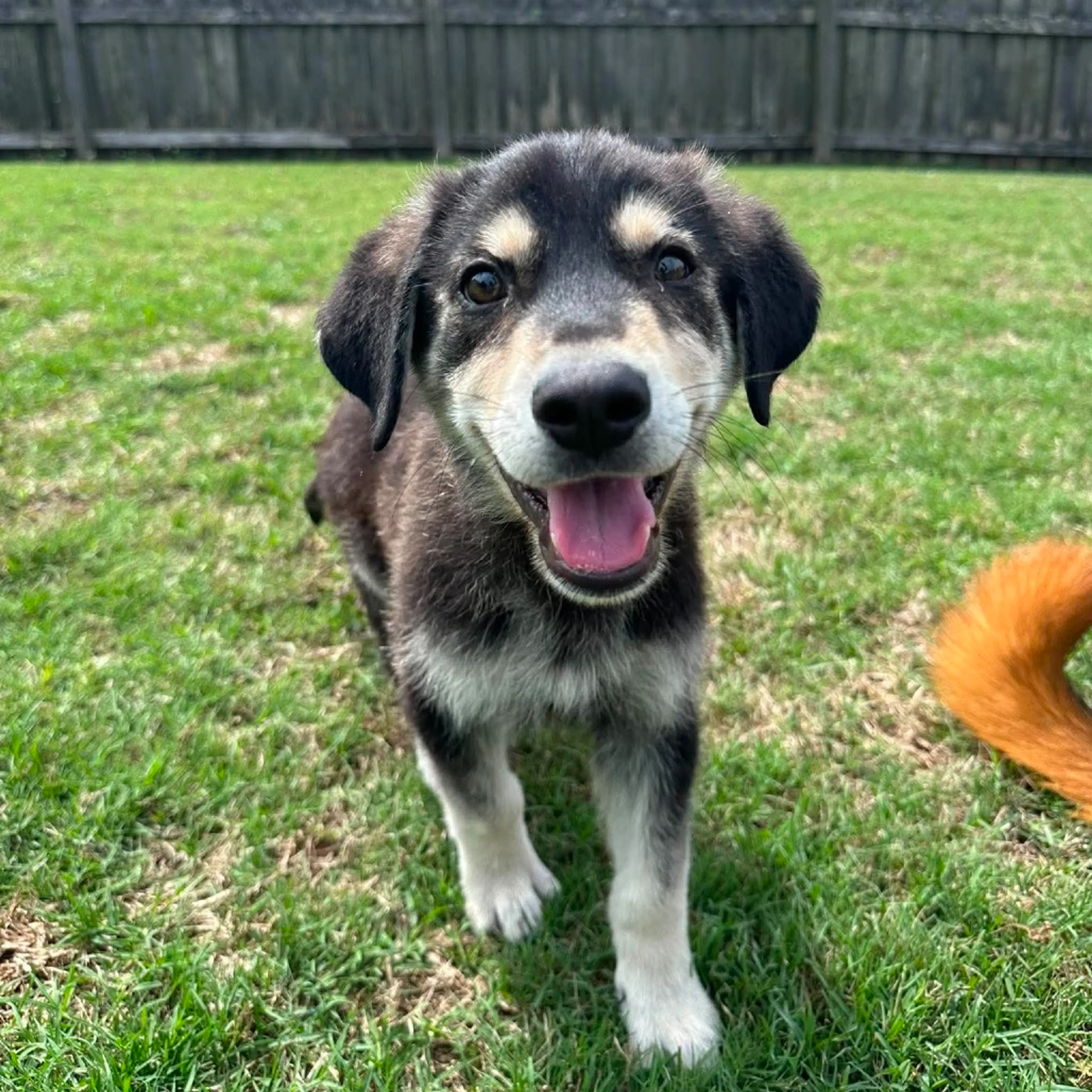 Found pet
