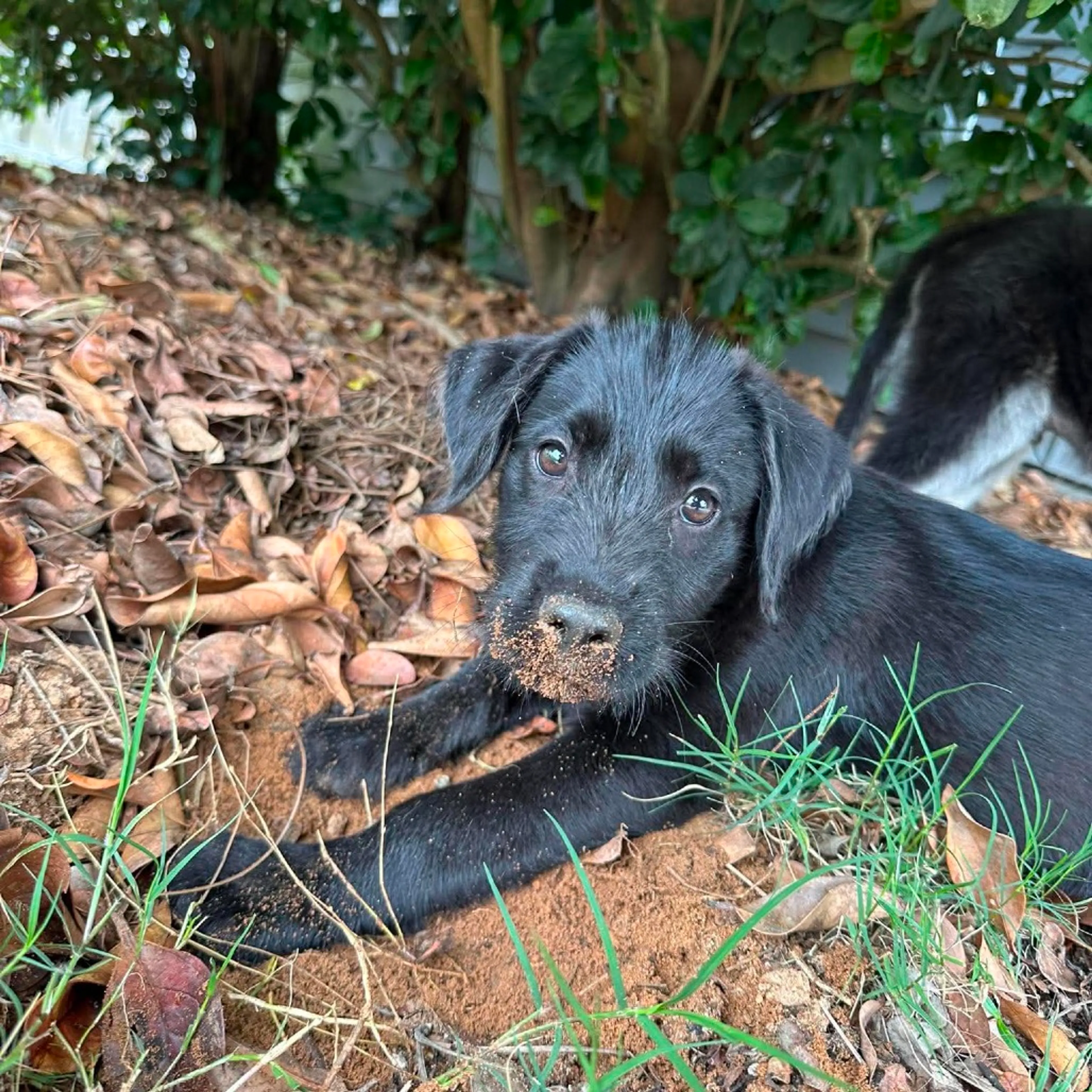 Found pet