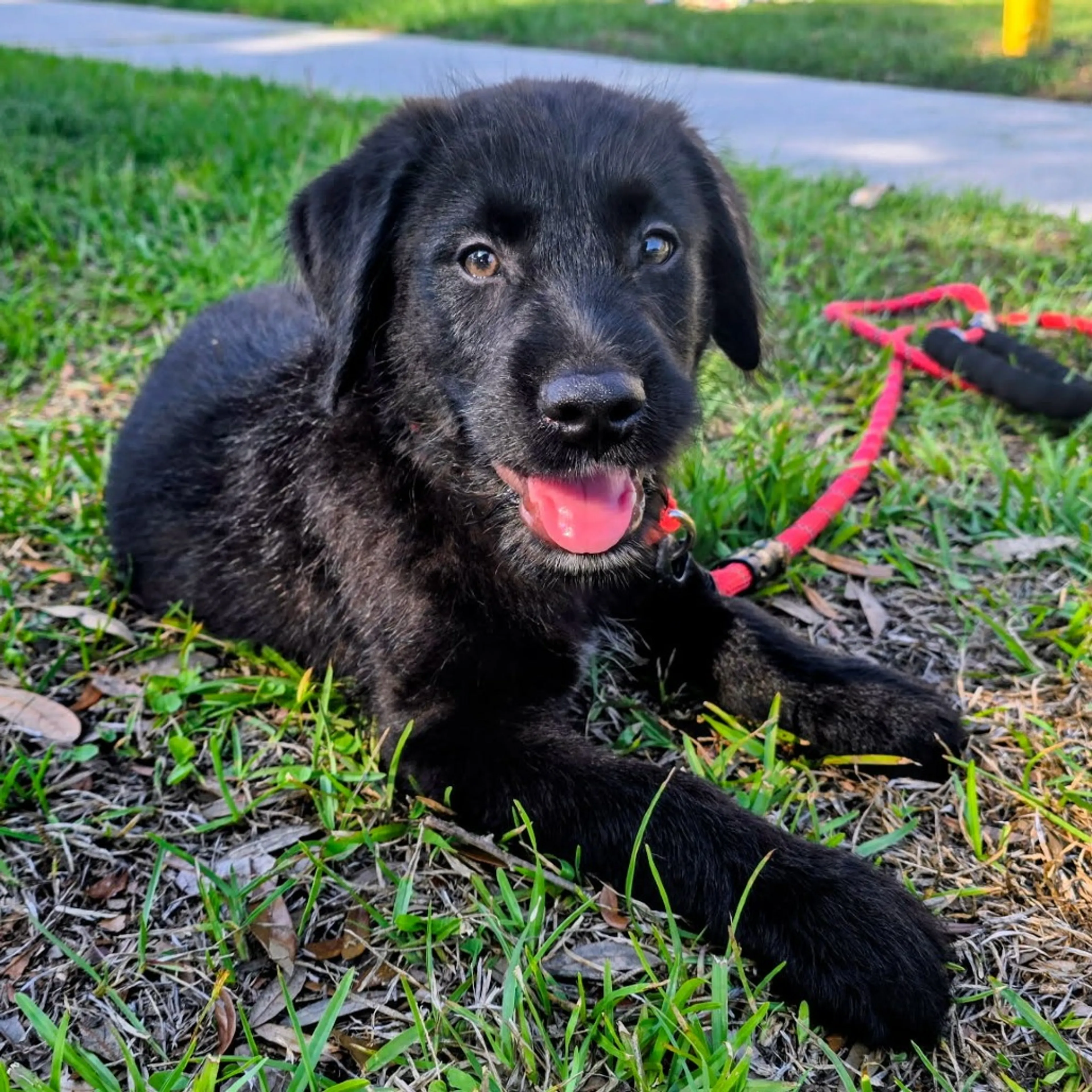Found pet
