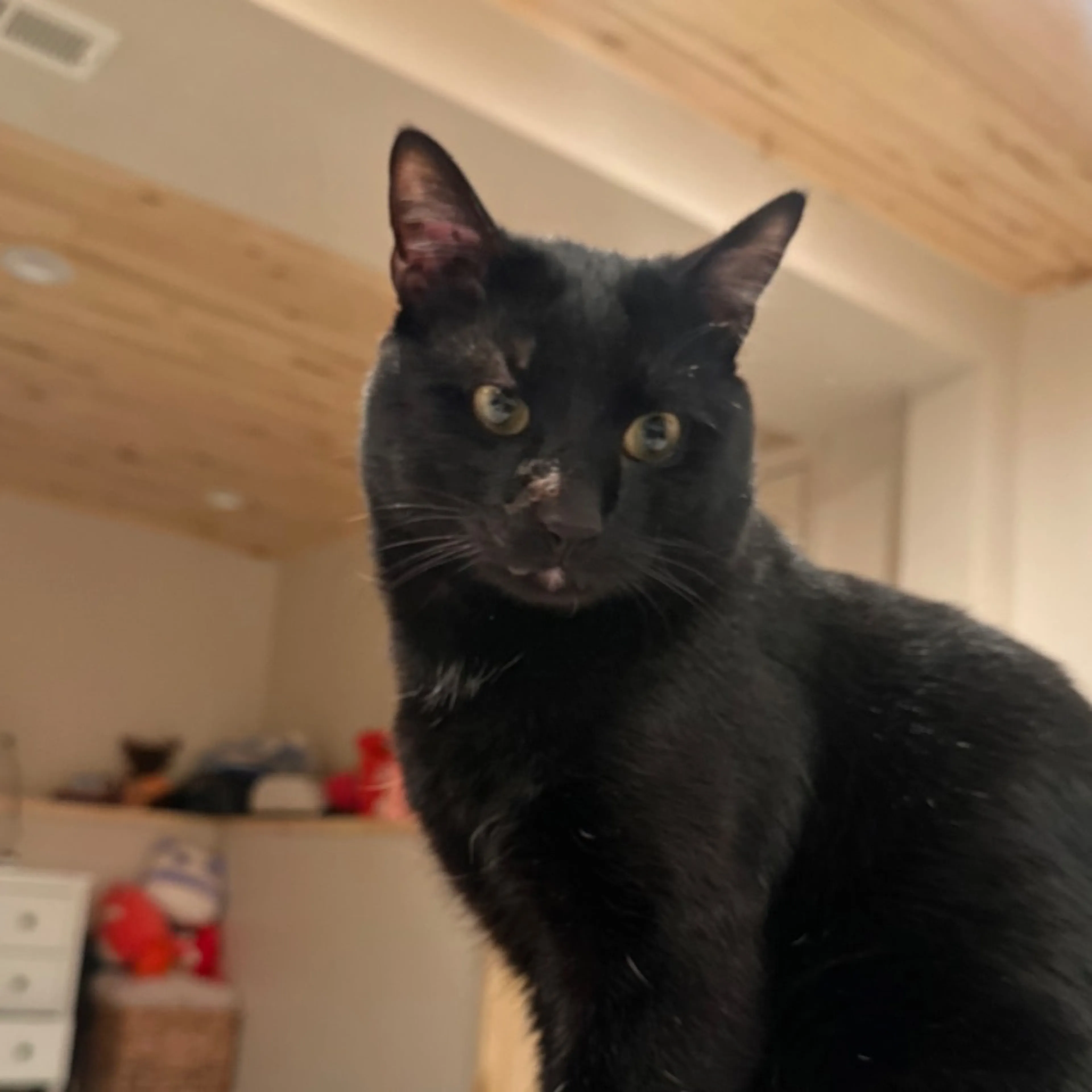Lost pet