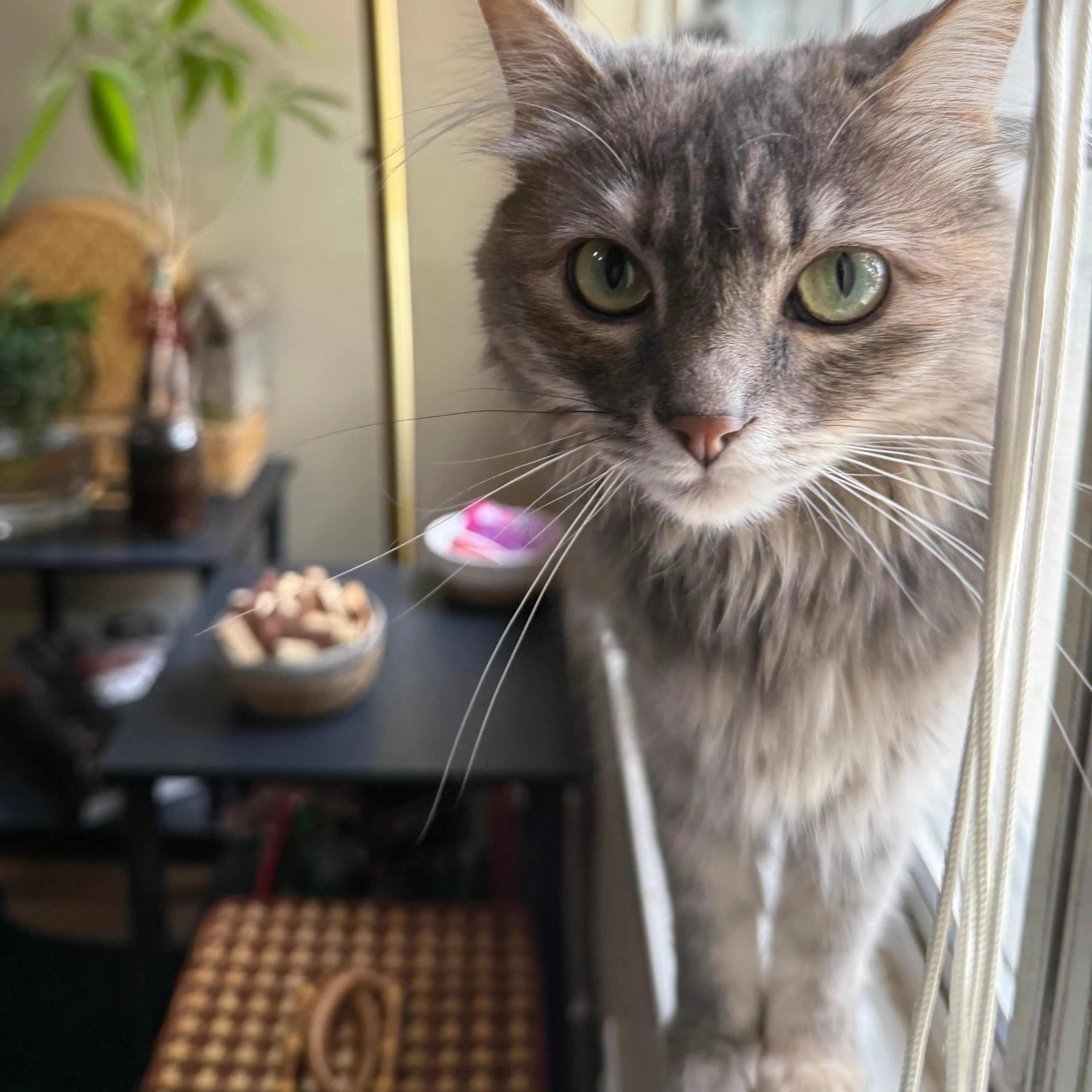 Lost pet-2